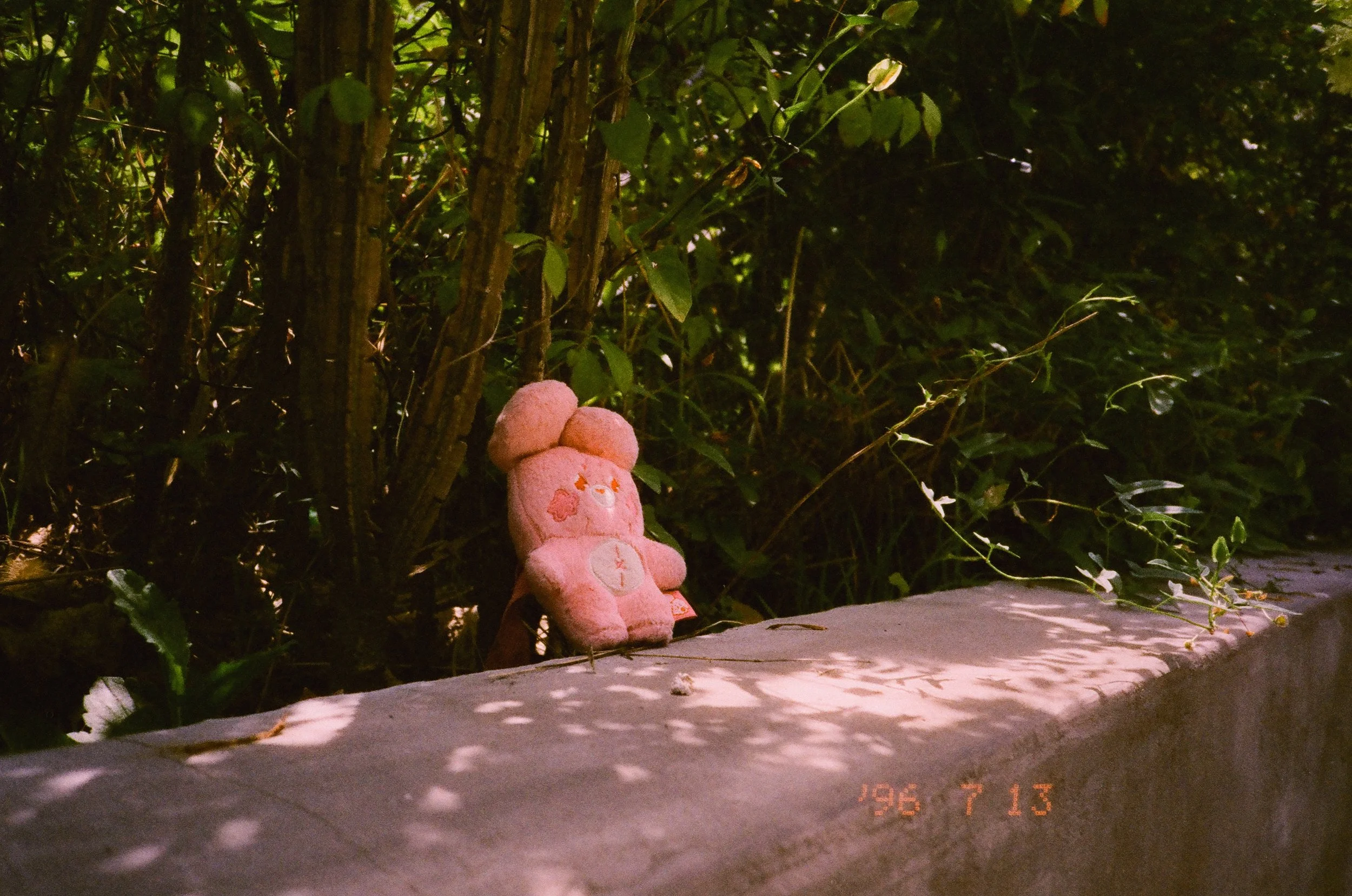Pink plush toy resting against greenery photographed with the Fujifilm Tiara II using Harman Phoenix II film.