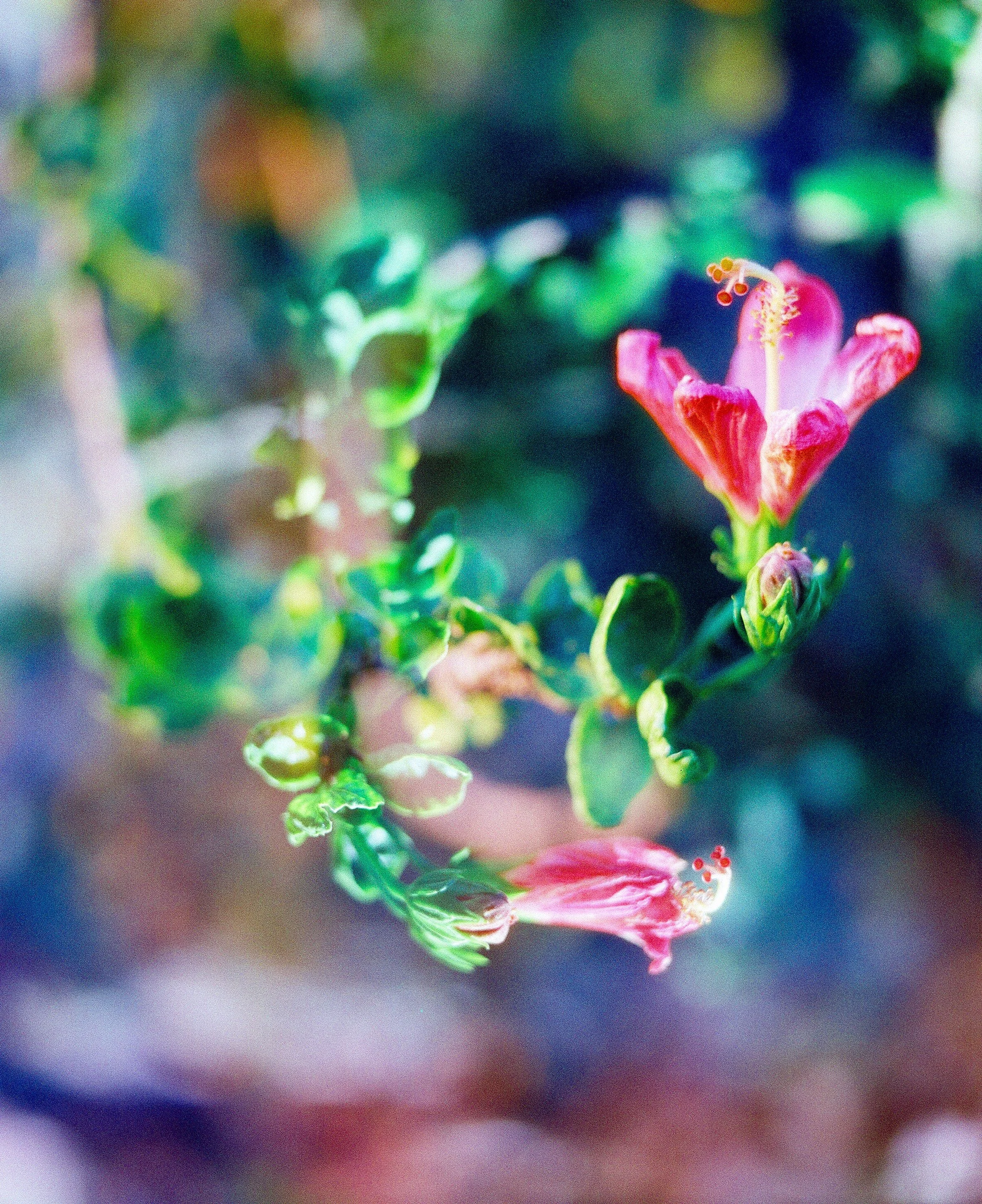 Macro Floral Film Photograph taken with Harman Pheonix 200 II