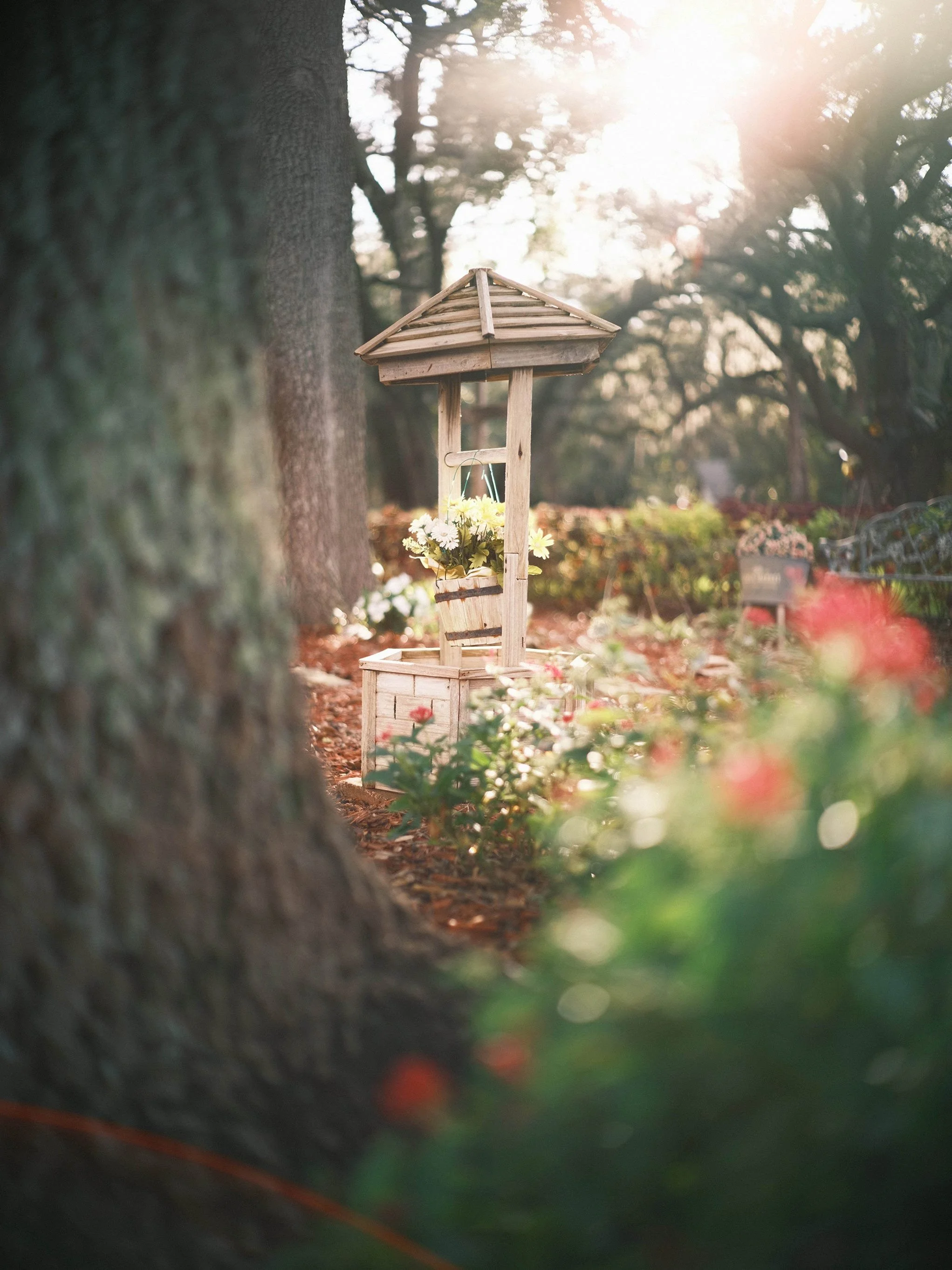 Image of a garden with the sun setting in the background casting a lens flare in the image taken with the Fujifilm GFX 50R and Voigtlander 50mm f1.5 II combination