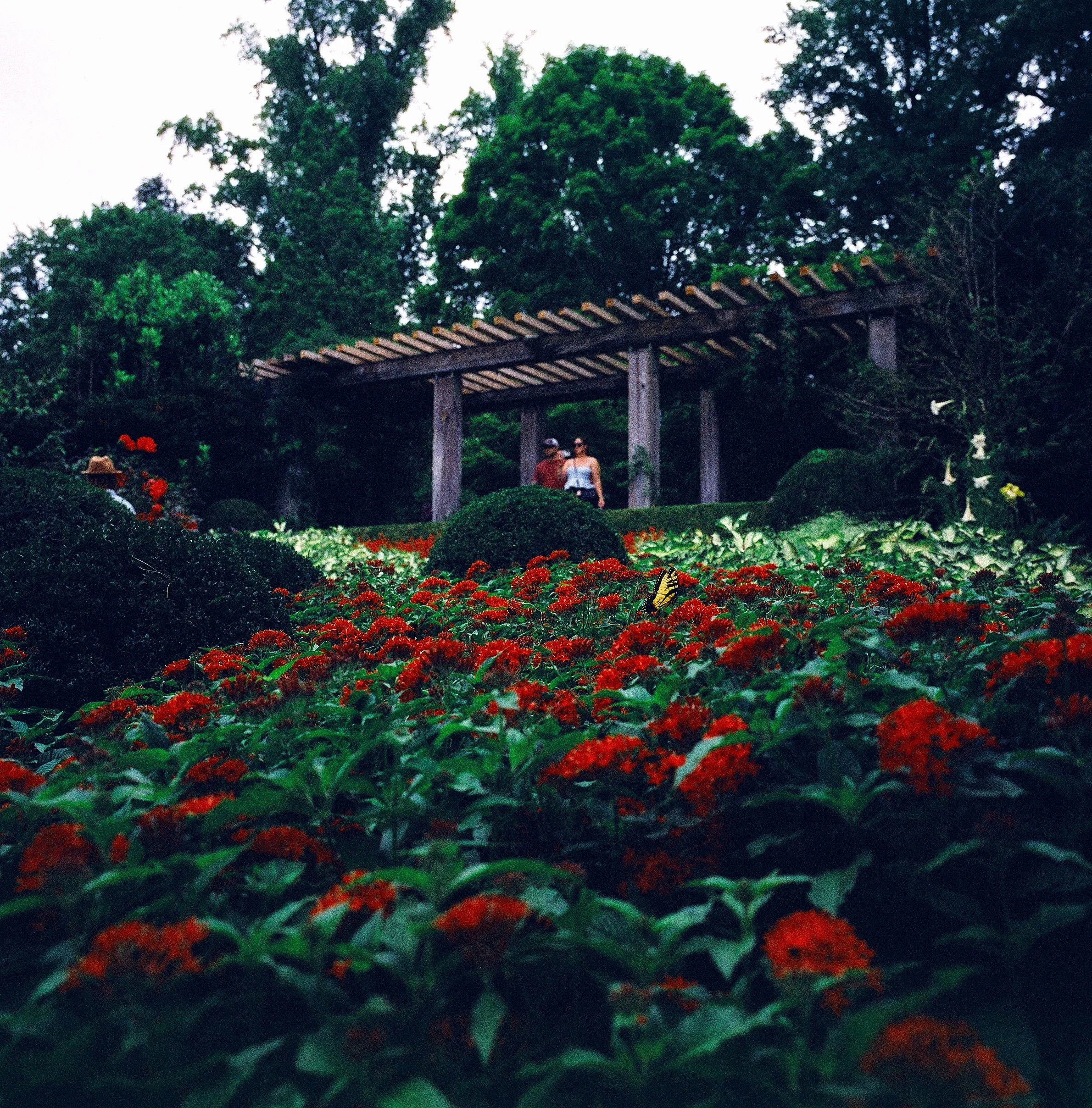 Film photo of the Atlanta Botanical Garden on an overcast day