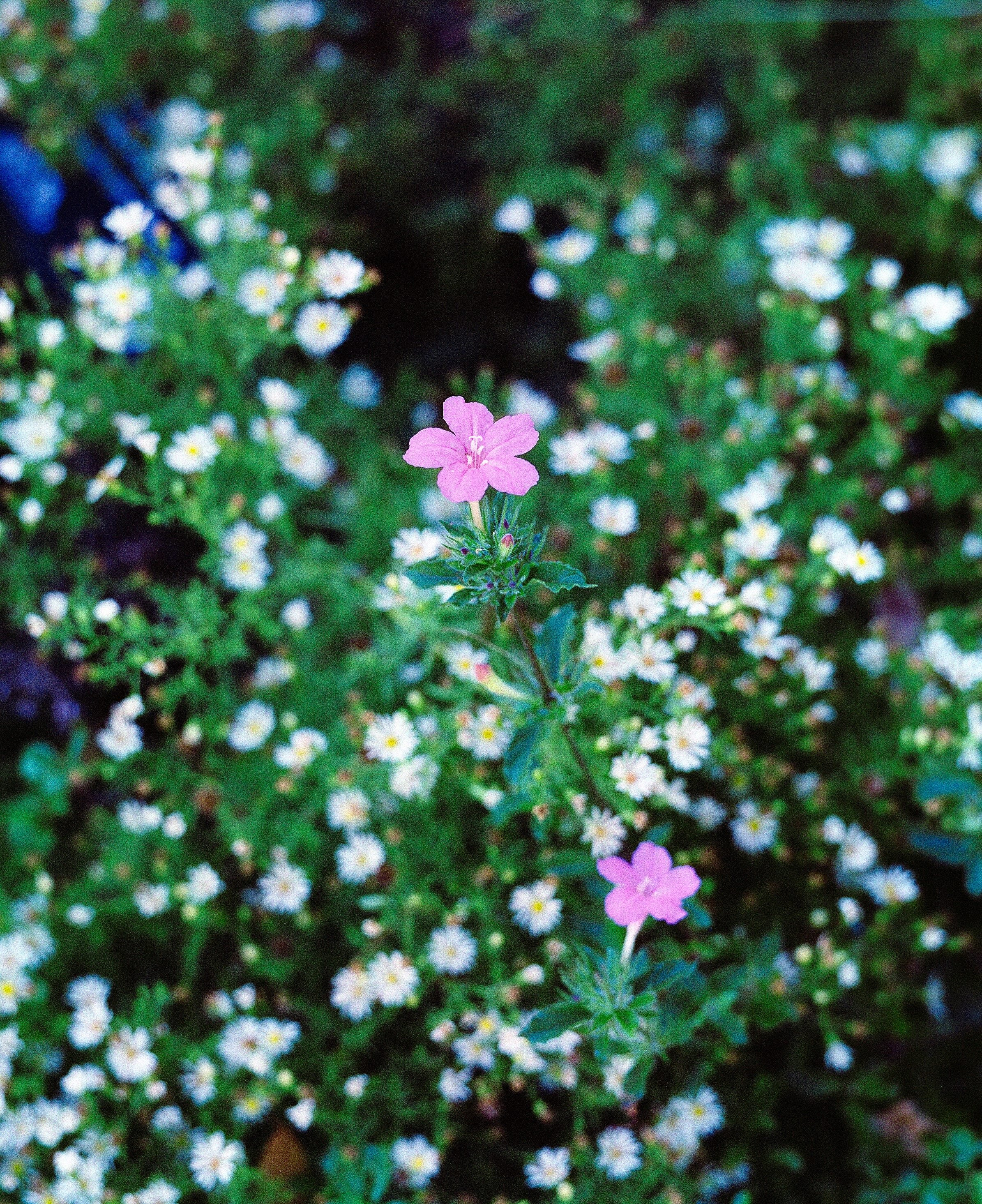 Macro Film Photograph of a flower. Film stock is Harman Pheonix 200 II