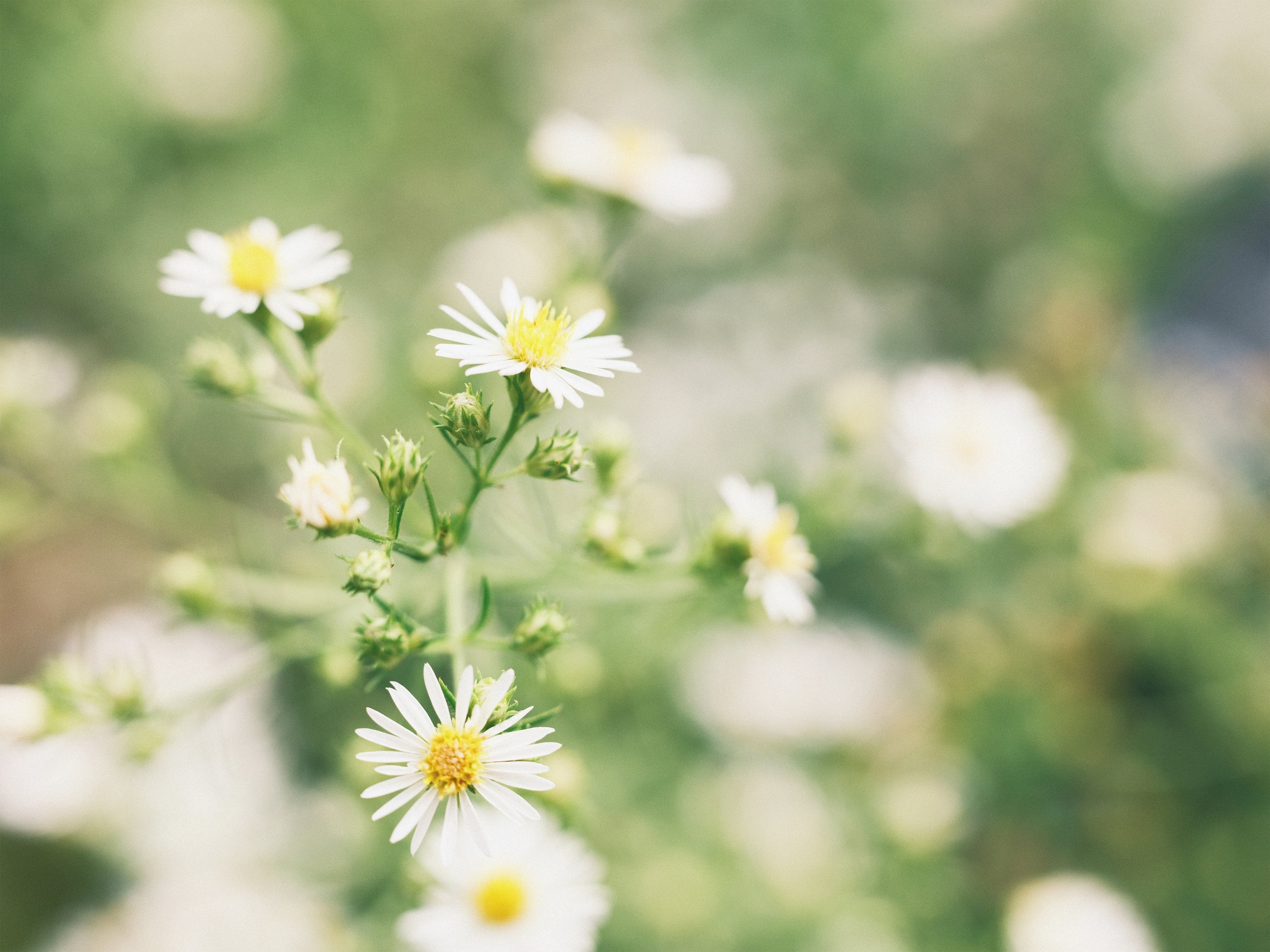Close-up of small white flowers with yellow centers on green stems with leaves, blurred background.