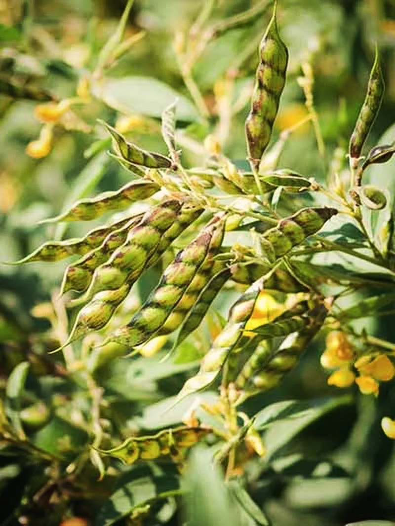 Pigeon Pea