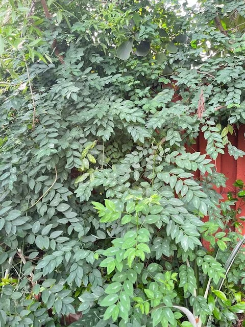 Katuk
