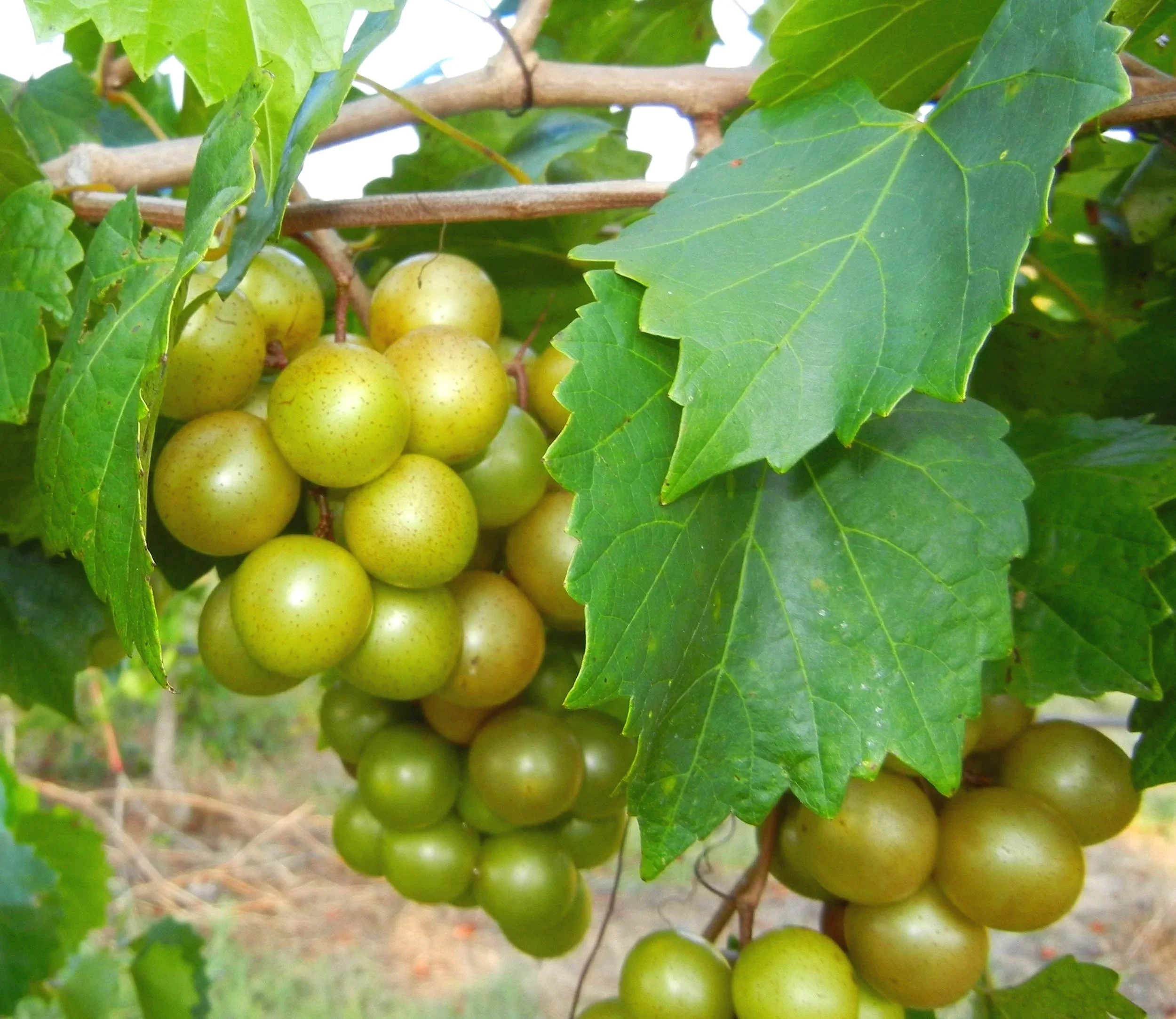 Green grapes hanging from a vine with large green ivy leaves surrounding them.