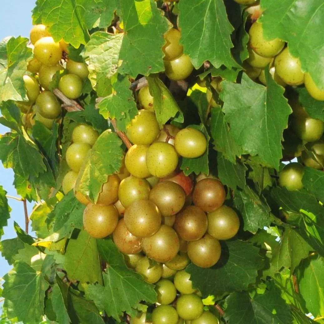 Green grapes hanging in a cluster on a vine with large green leaves.