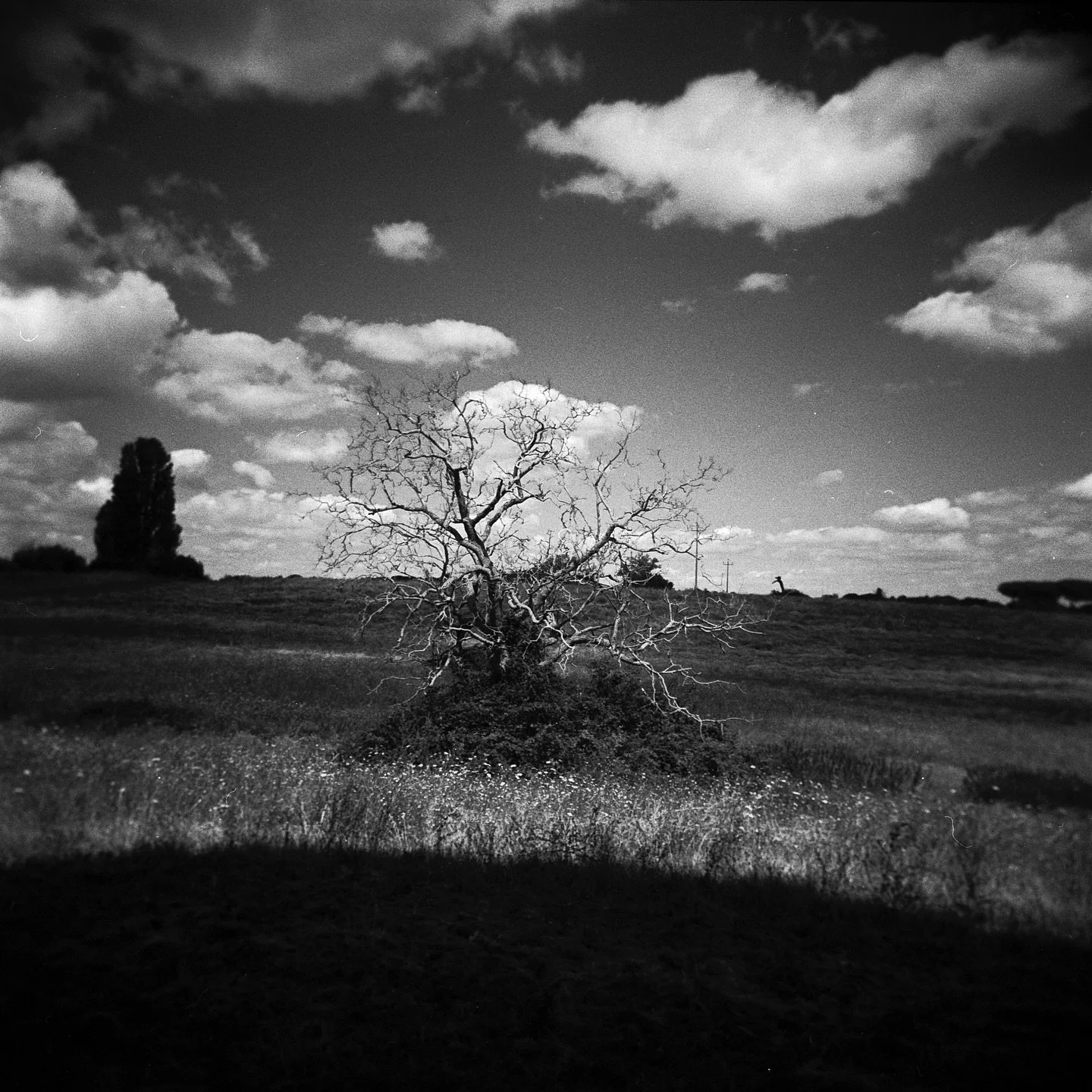 Untitled
.
.
.
.
#holga #blackandwhite #bw #analog #filmisnotdead #grain #grainisgood #canpubphoto #streetphography