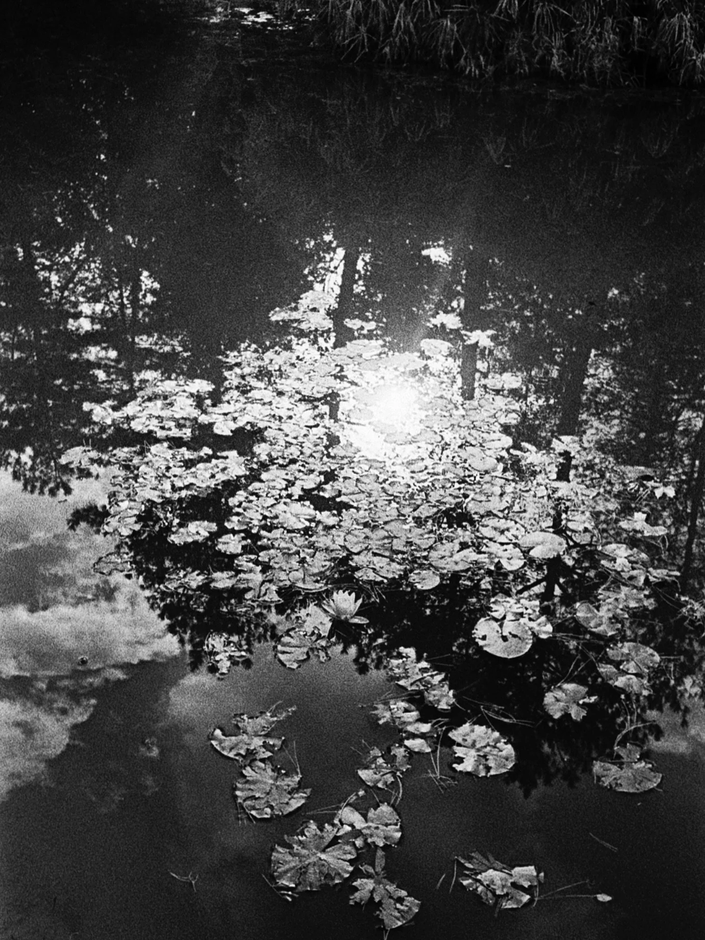 Untitled
.
.
.
.
#blackandwhite #bw #filmisnotdead #filmisalive #grain #grainisgood #canpubphoto #light #mygodisthesun #sun