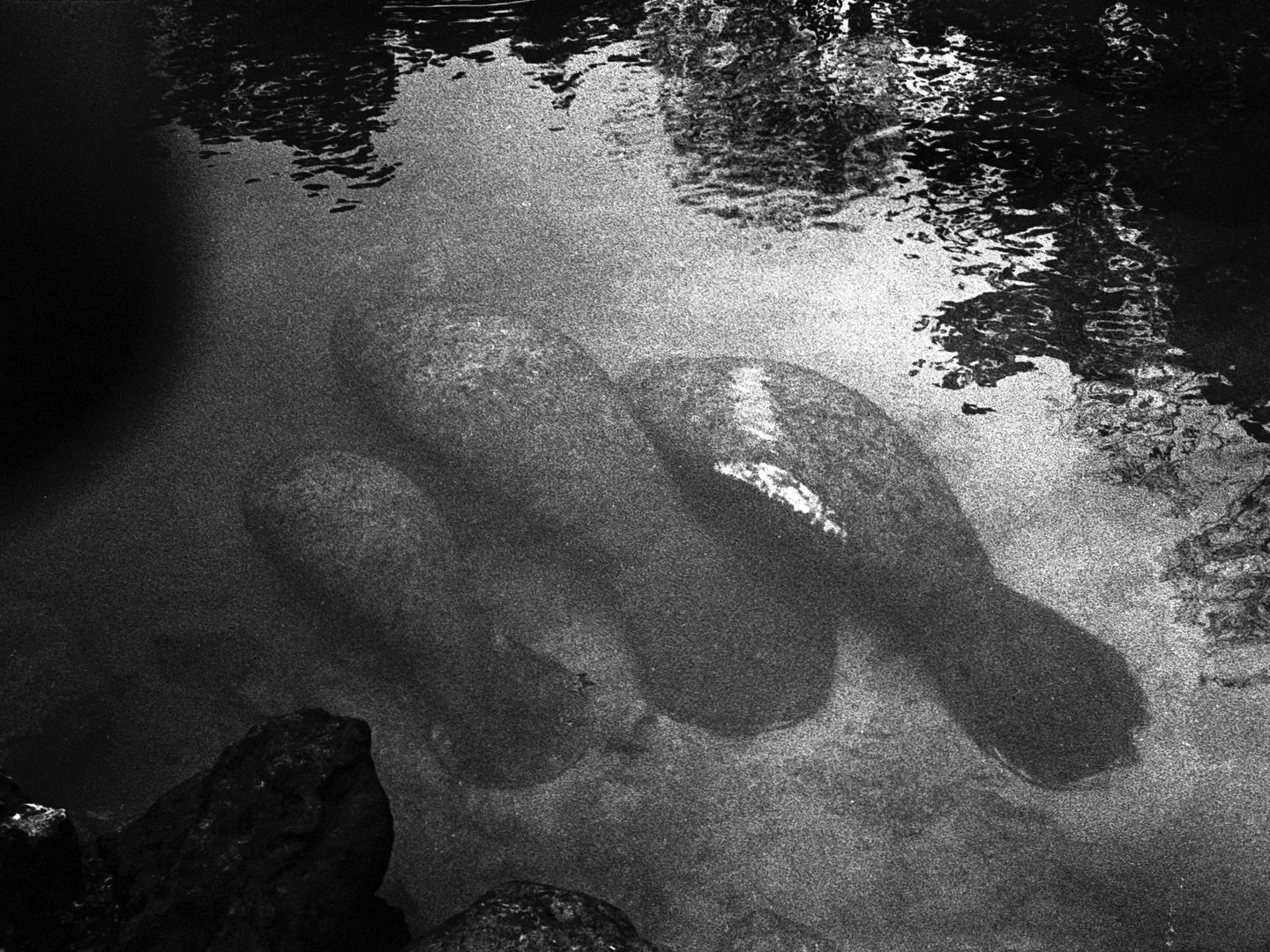 Untitled
.
.
.
.
#blackandwhite #filmisgood #filmisnotdead #grain #analogphotography