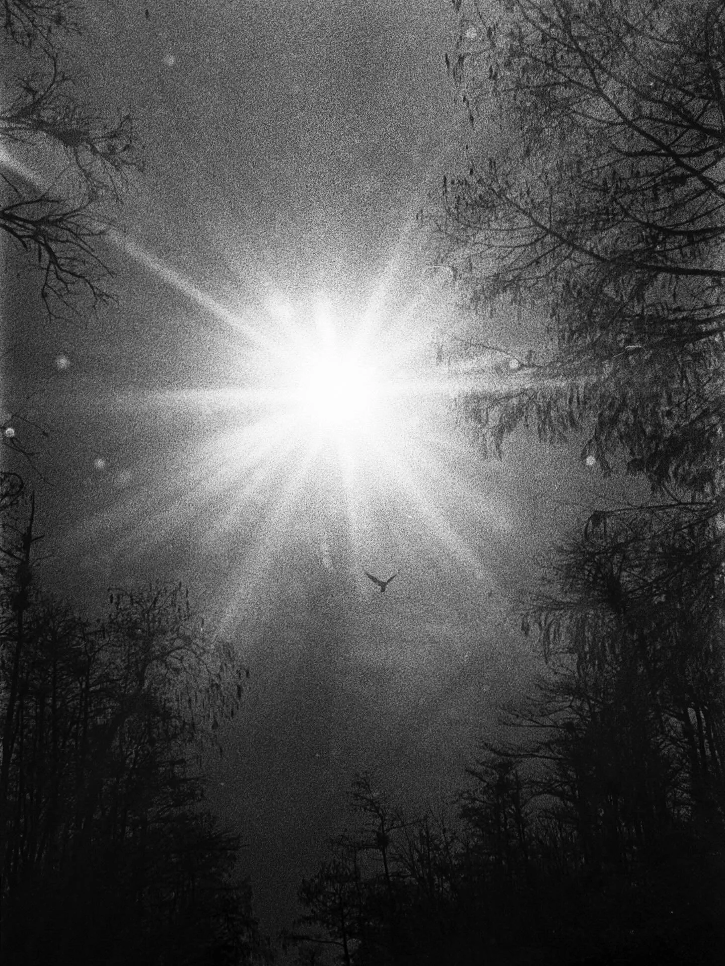Untitled
.
.
.
.
#blackandwhite #filmisnotdead #nature #wild #canpubphoto
