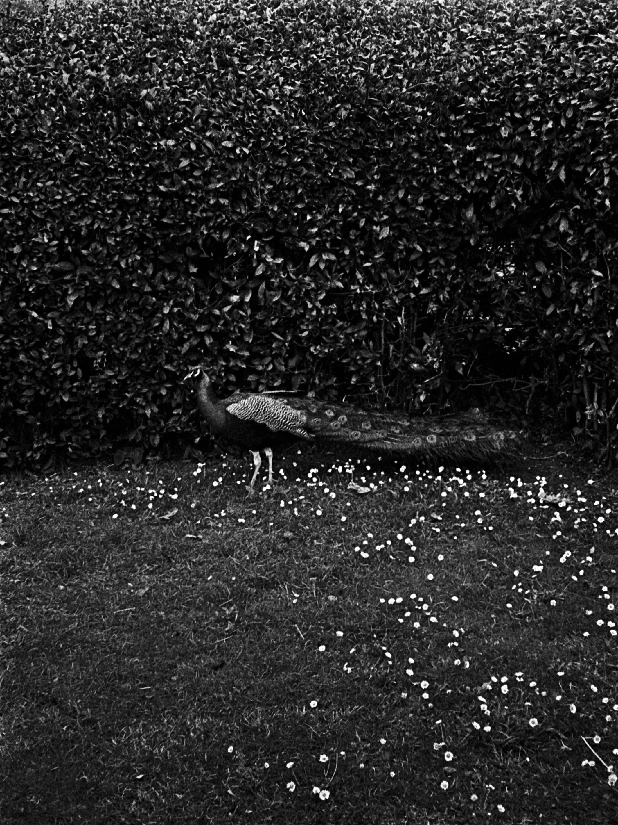 Untitled - 2026
.
.
.
#filmisnotdead #grain #peacock #blackandwhite #streetphotography
