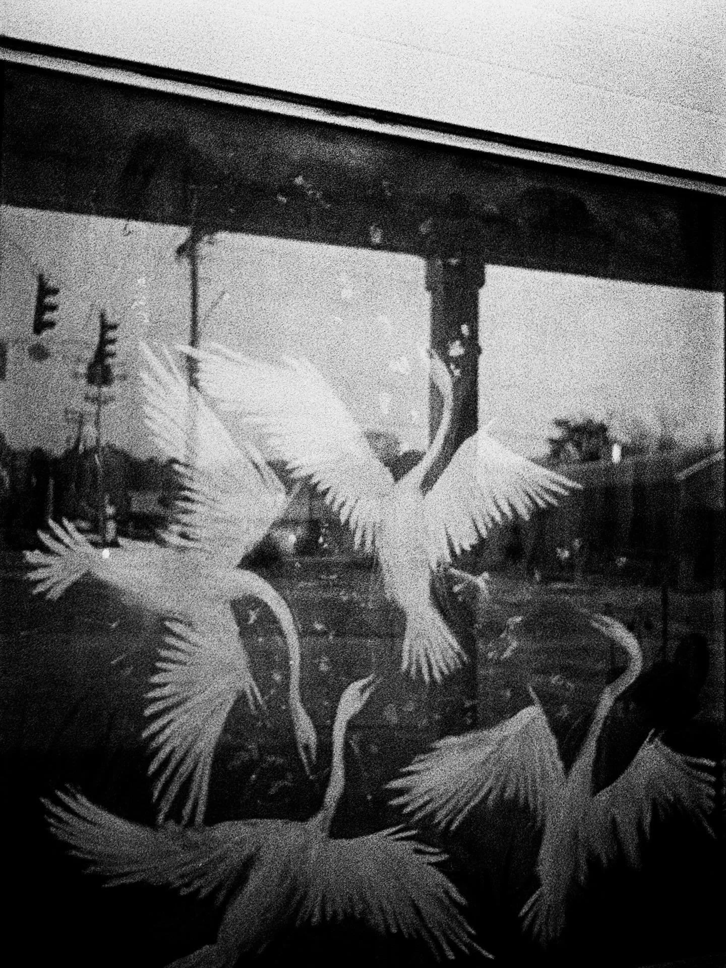 Untitled
.
.
.
.
#bw #streetphotography #canpubphoto #filmisnotdead #grainisgood