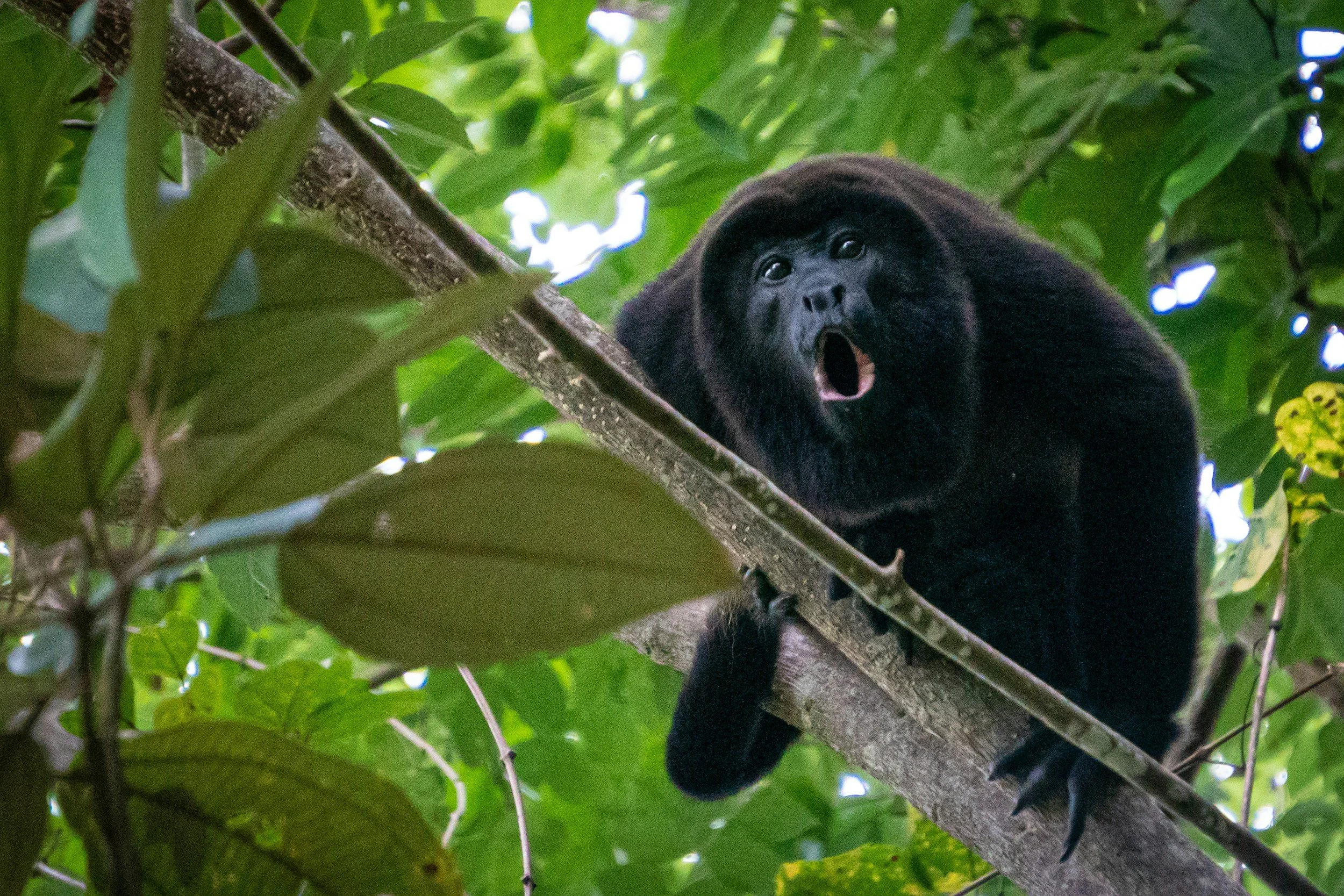 A black gorilla with its mouth open, sitting on a tree branch surrounded by green leaves in a jungle.