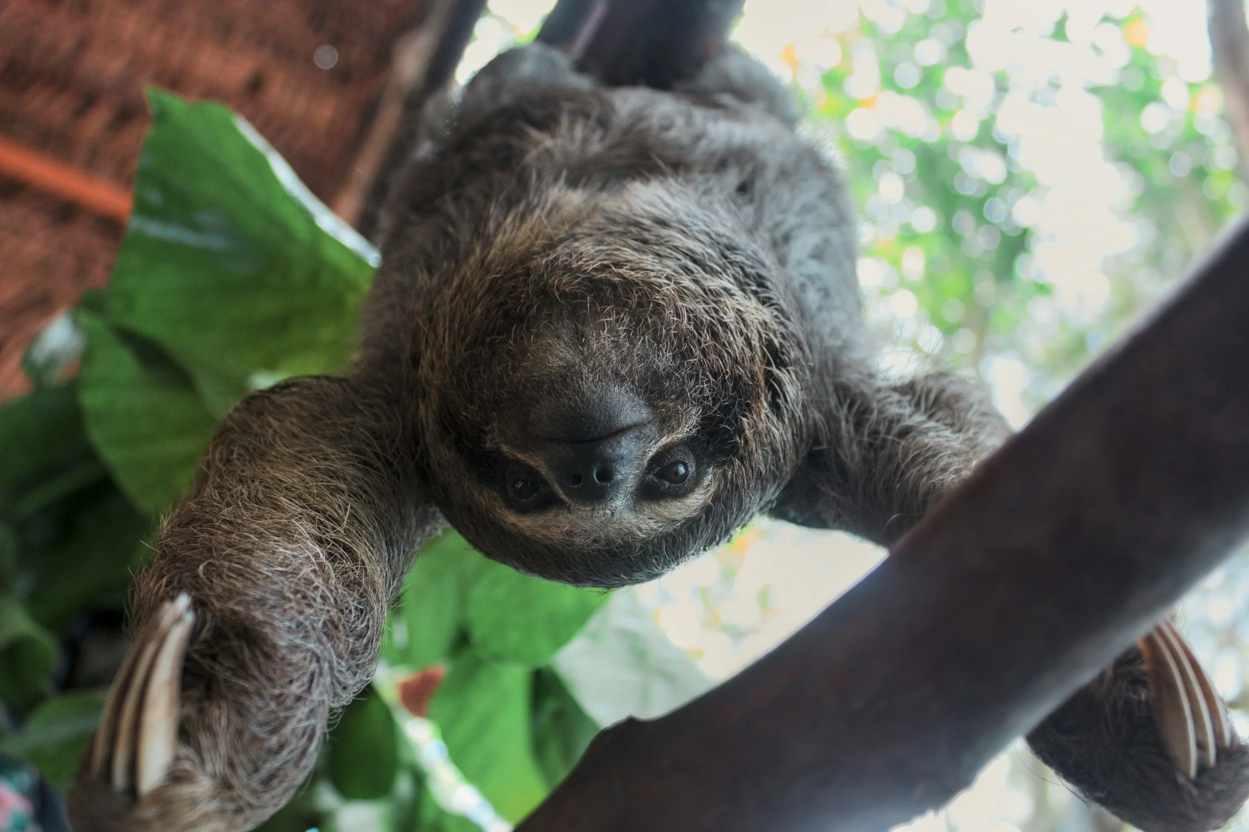 A sloth hanging upside down from a tree branch, looking directly at the camera, surrounded by green leaves and sunlight filtering through the canopy.