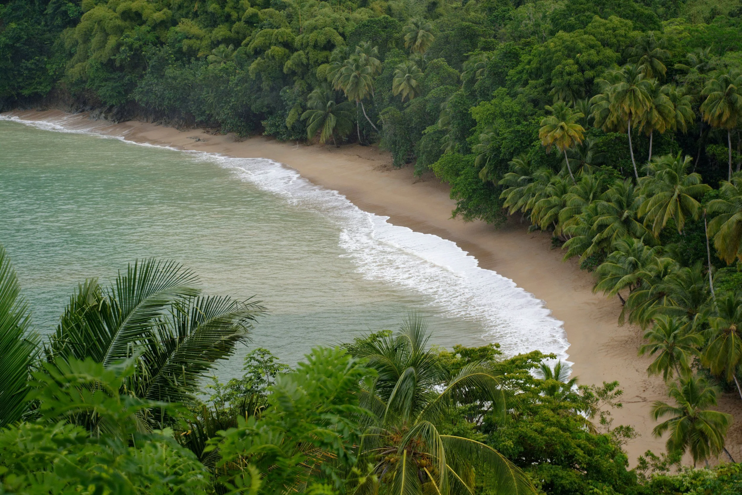 A tropical beach with green palm trees and lush foliage along the sandy shoreline, gentle waves lapping at the shore under overcast sky.