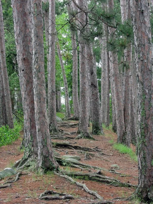 A dirt trail in a forest with tall pine trees and exposed roots along the path.