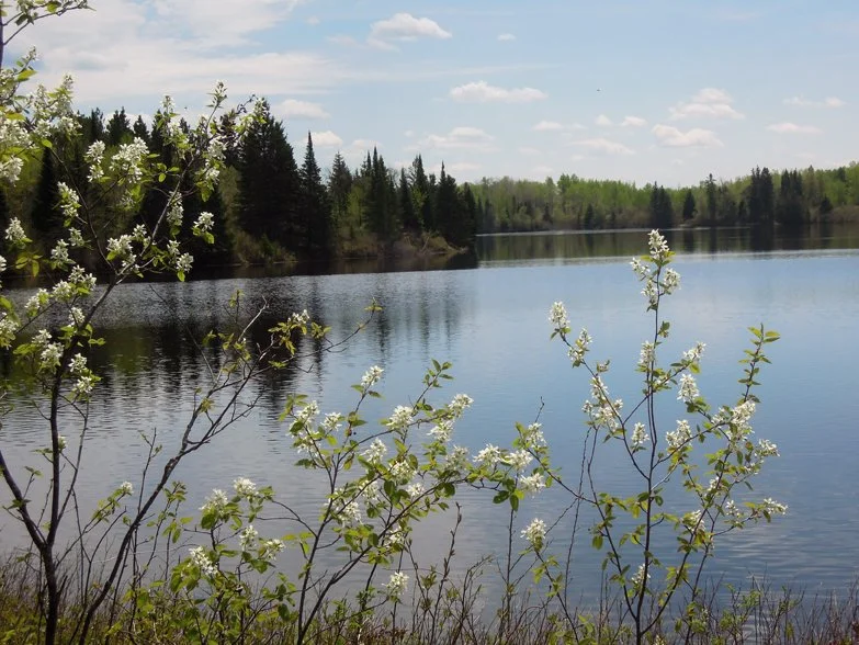 Calm lake surrounded by trees with blue sky and scattered clouds