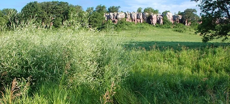 Green grass and tall shrubs in the foreground with a grassy field and rocky cliffs in the background under a partly cloudy blue sky.