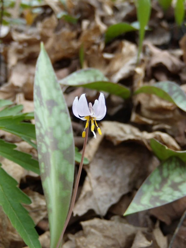 A small white flower with yellow stamens growing among green leaves and brown fallen leaves on the ground.