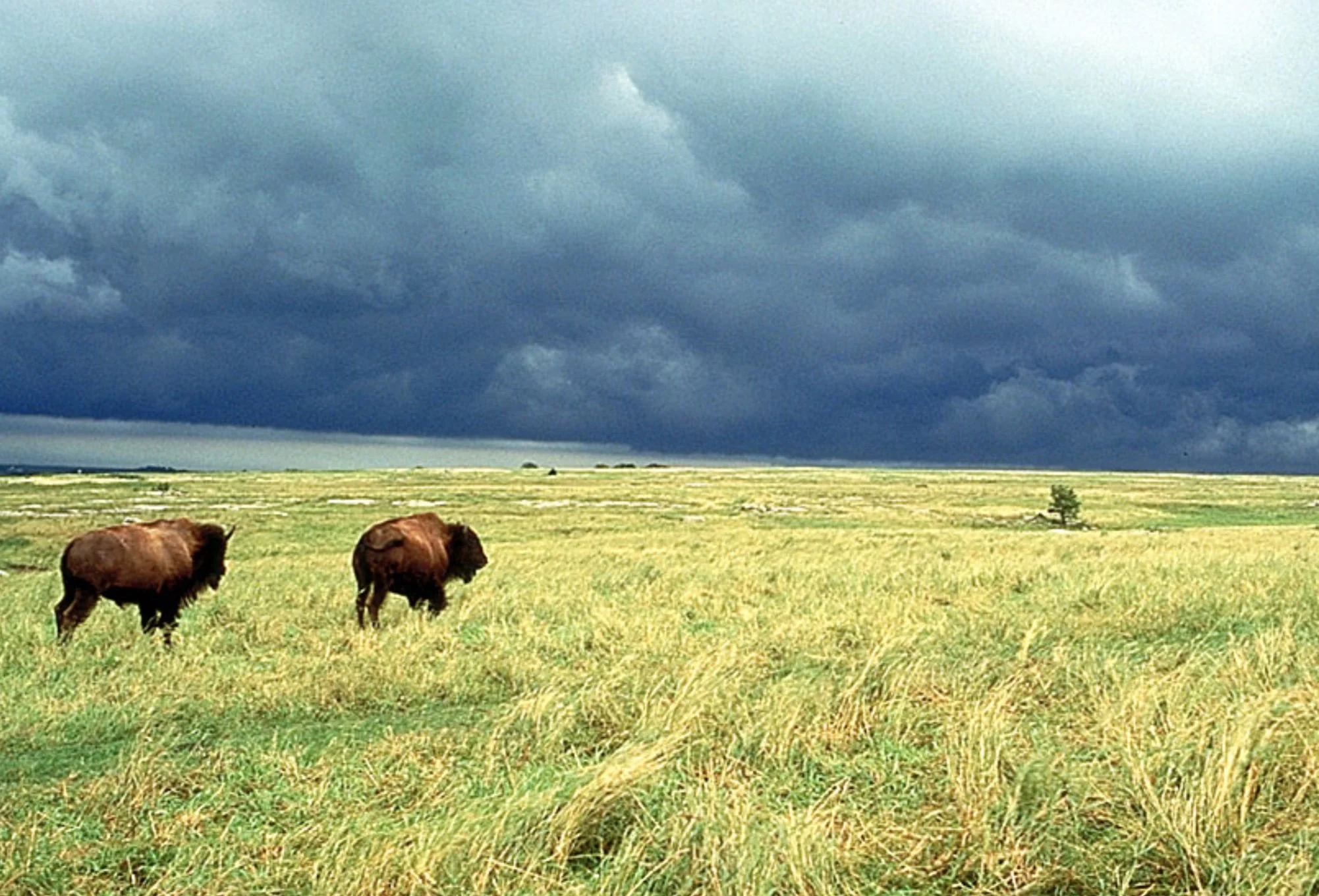 Two bison grazing on a grassy plain under dark storm clouds.