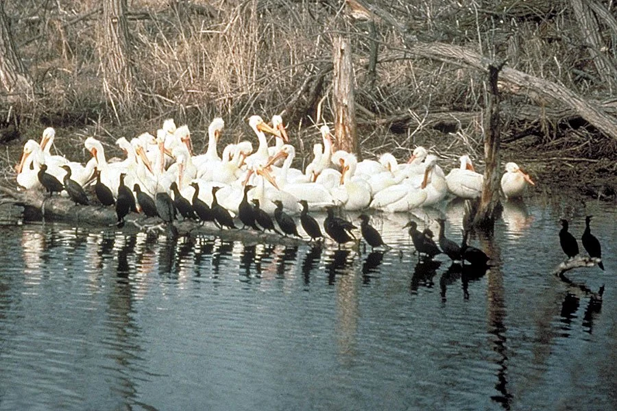 A group of white swans and black cormorants resting on a log in a body of water, surrounded by dry reeds and fallen trees.
