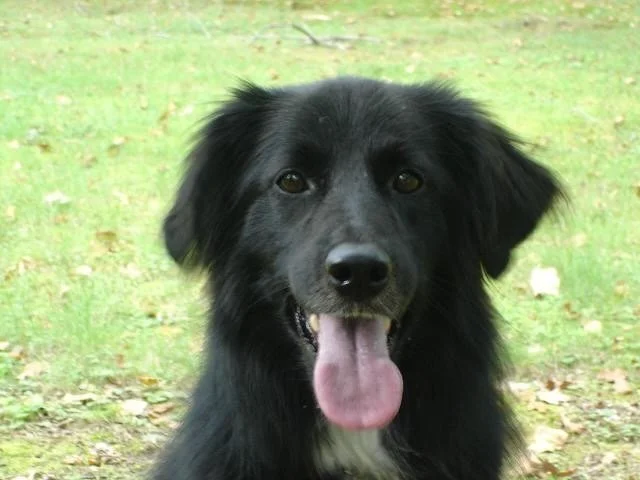 Black dog with floppy ears and pink tongue hanging out, standing on grass field.