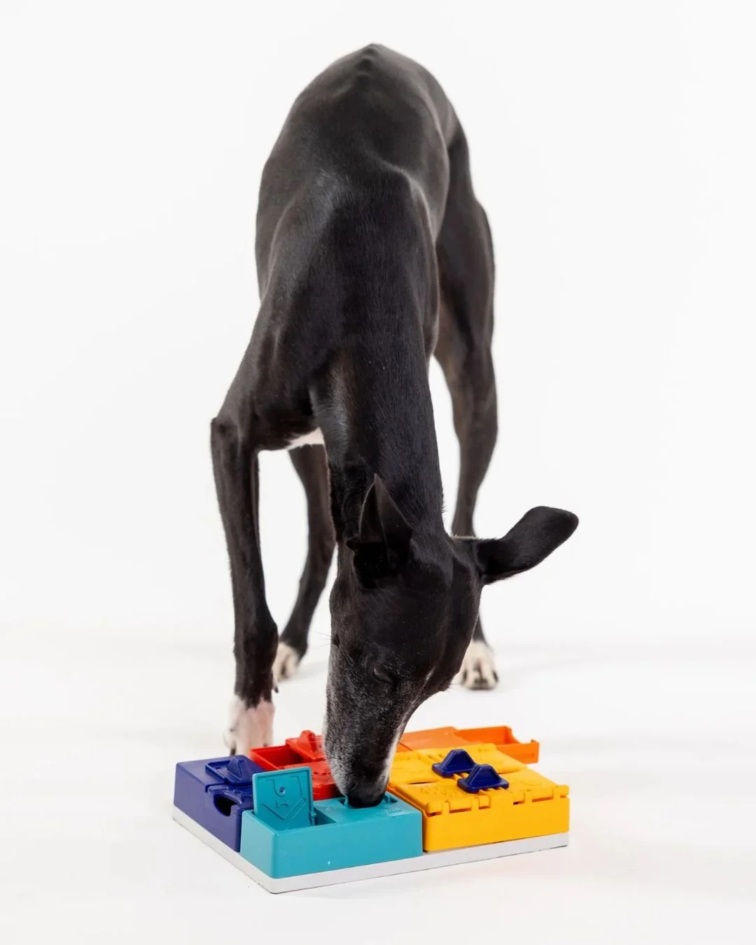 We promise this is a packaging post. It's also a dog post. Because, if we could, we would turn this into a dog account.