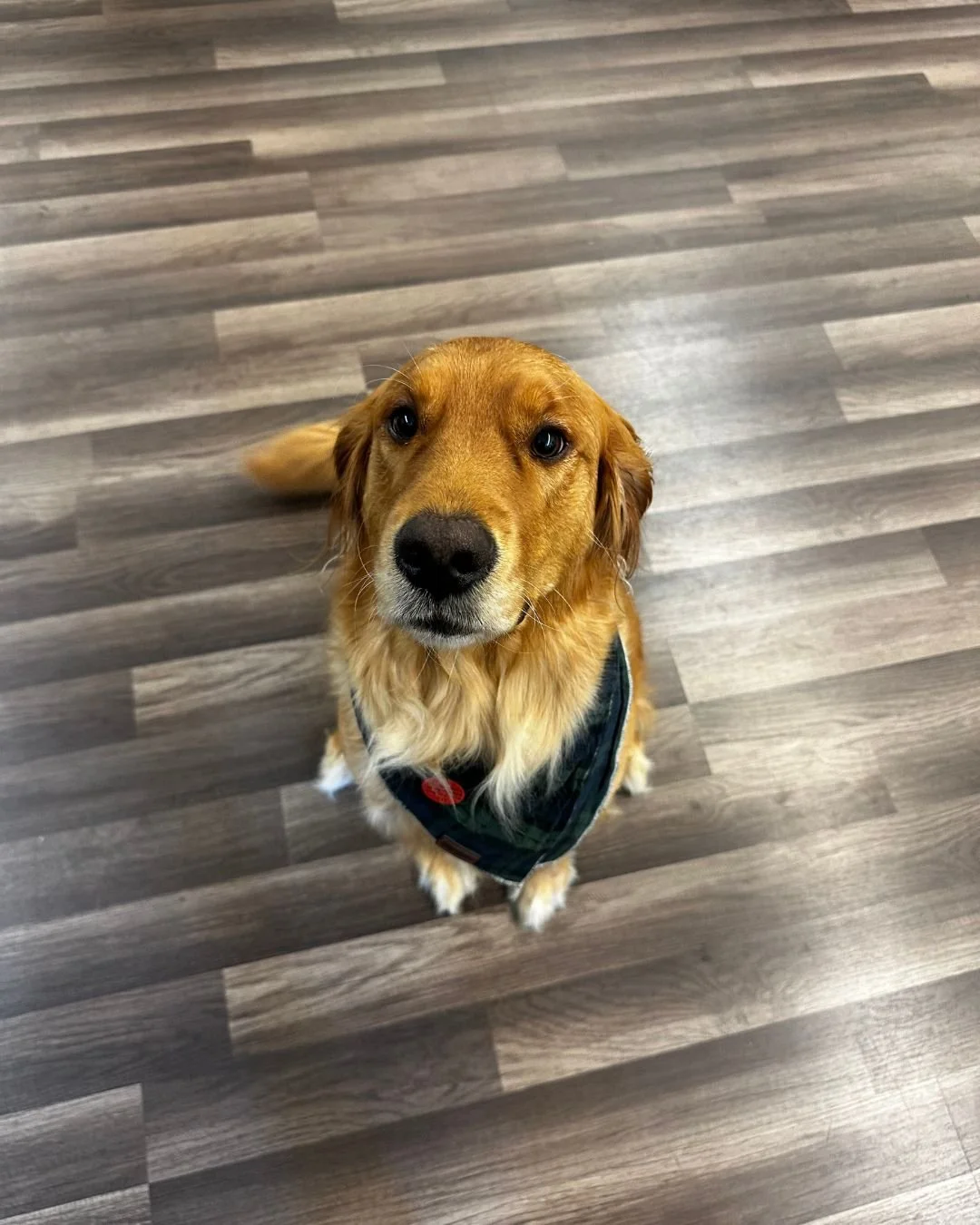 Pepper Potts is concerned because we haven't done any Box Builder breakdowns on dog products lately. Comment/tag your favorite dog brands below so we can start looking for some options! Not sure how much longer we can handle looking at that face. #Fr