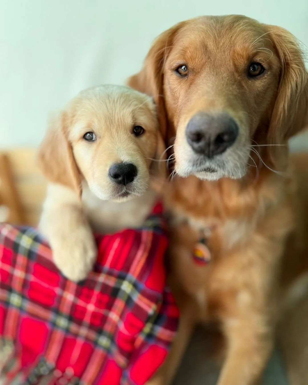 Can&rsquo;t tell if Pepper Potts and Mav are meant for a Hallmark card or a JCPenney photoshoot, but either way they understood the assignment. Morale at Givr HQ = through the roof. Cute levels = unsafe.

#PepperAndMav #shopdog #BoardofDogrectors