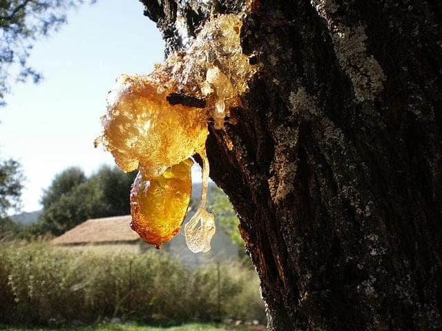 Pine Rosin.jpg