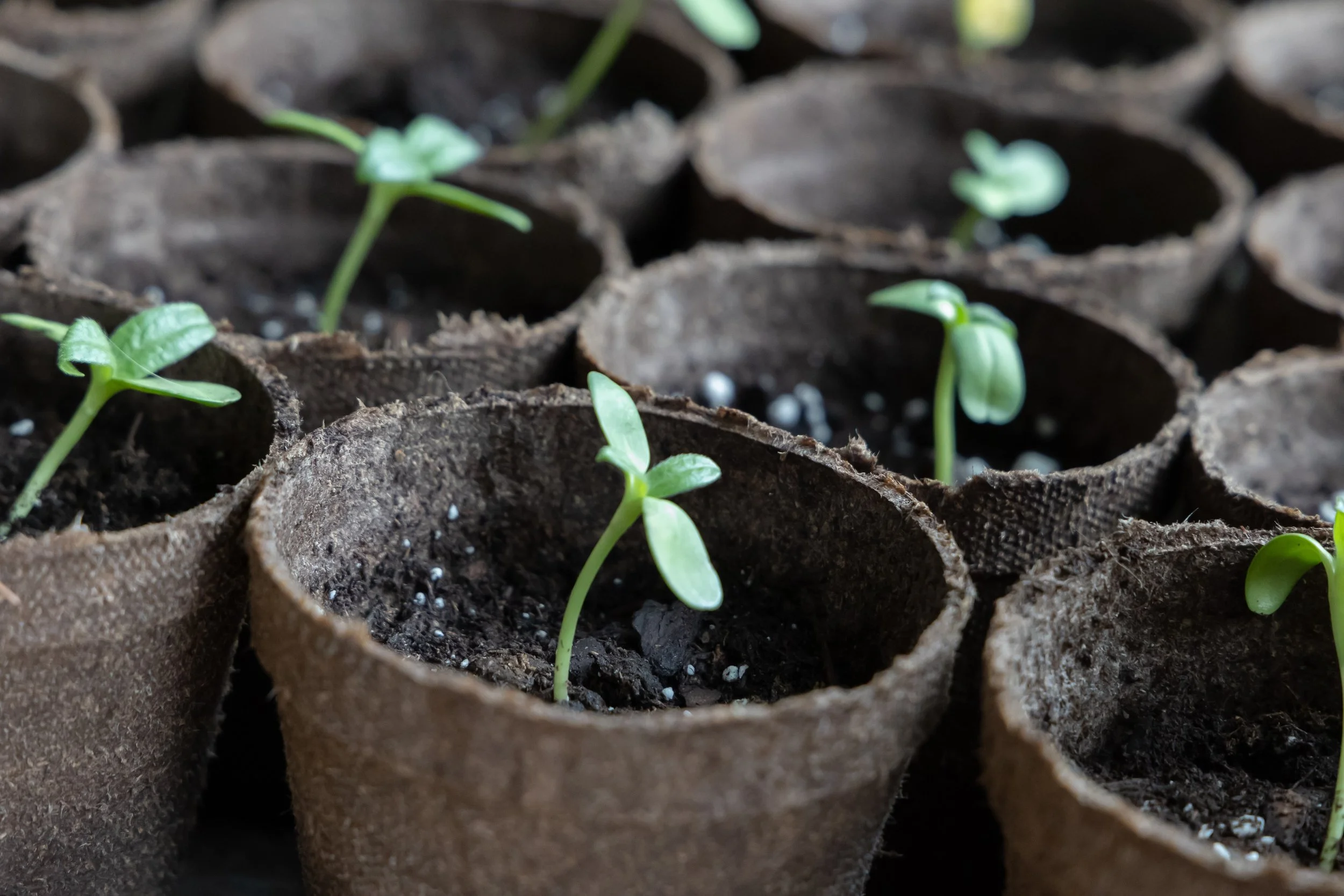 Sprouting seedlings growing in egg carton planters filled with soil.
