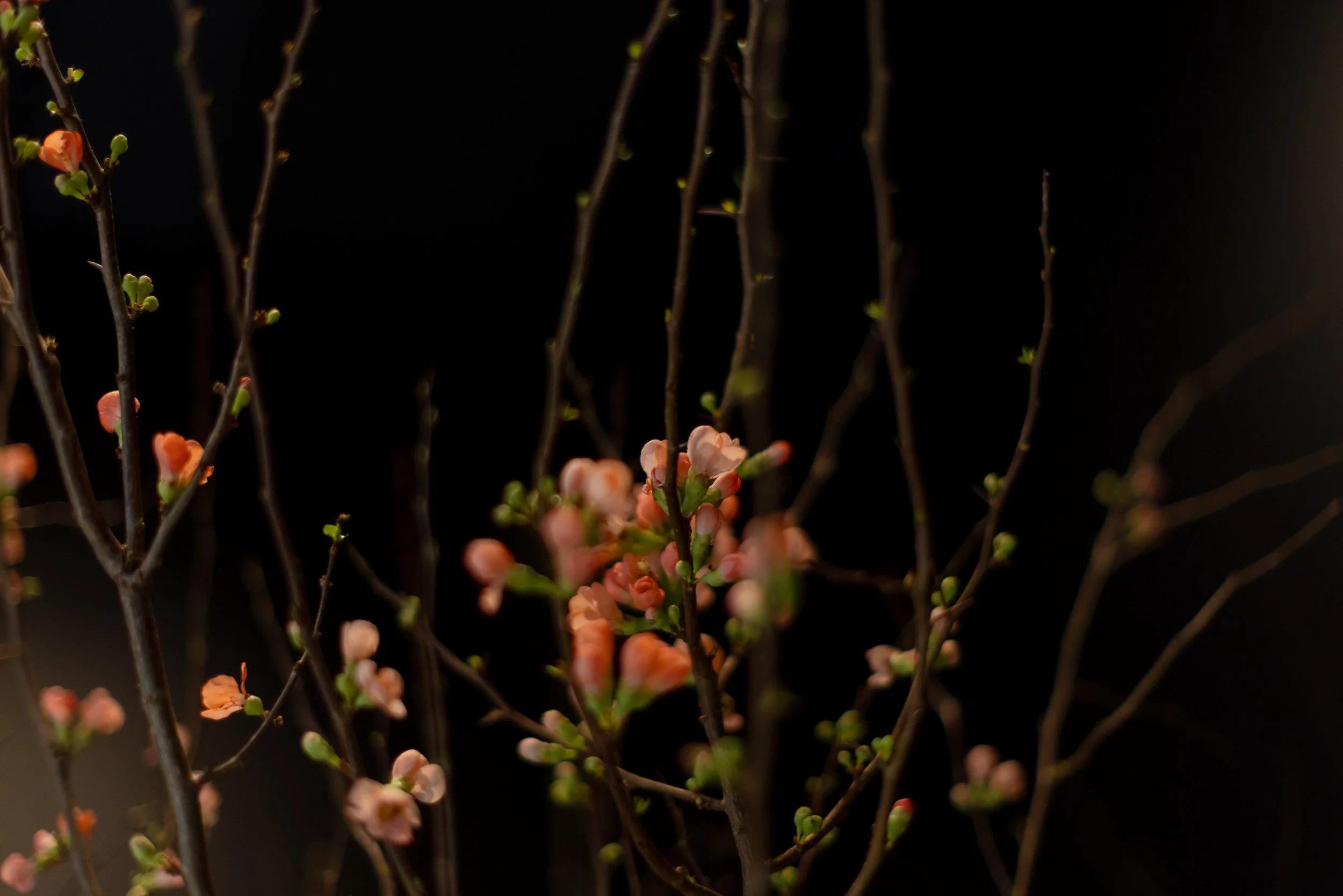 Blumenknospen und Blüten an dünnen Zweigen vor dunklem Hintergrund.
