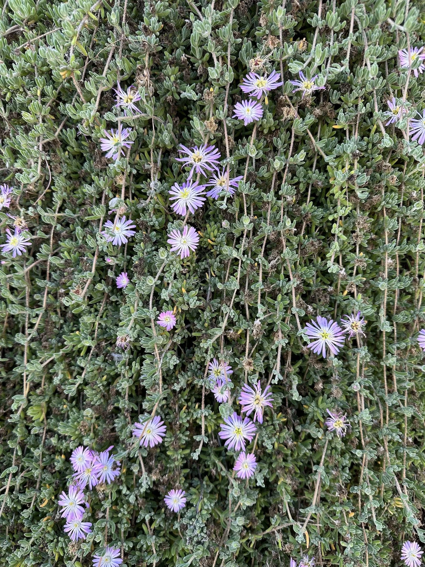 Nadeem Hasan San Jose Campbell Cupertino Therapy