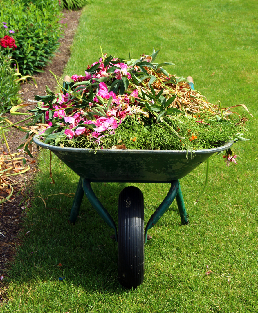 Wheelbarrow full of dead plants and flowers following a spring lawn cleanup service