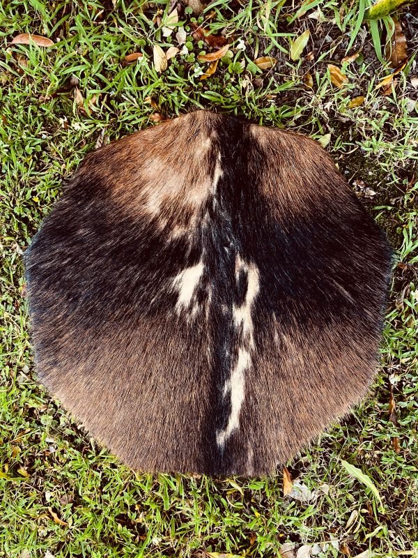 Close-up of a cow's udder with fur in a grassy field.