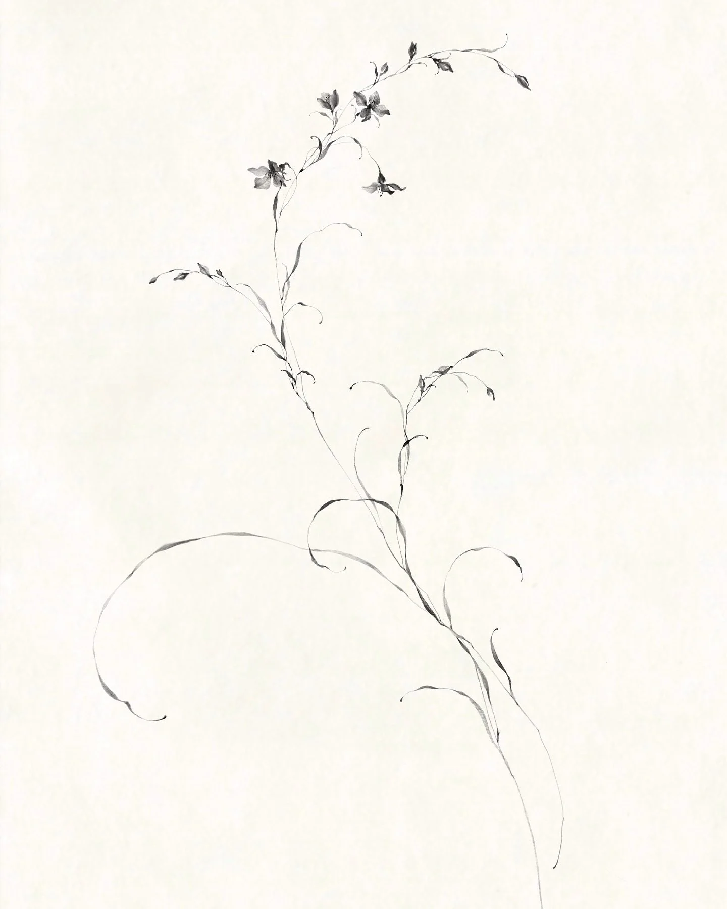 Flowers Through My Eyes : 2025 Flash no. 37 ╱ The movement of &lsquo;Cardamine pratensis &rsquo; ❦

┆

#𝓶𝓪𝓽𝓪𝓽𝓽 | #𝓂𝒶𝒻𝓁𝑜𝓌𝑒𝓇𝒾𝓃𝑔 { #matattflash2025 | #matattavailable }