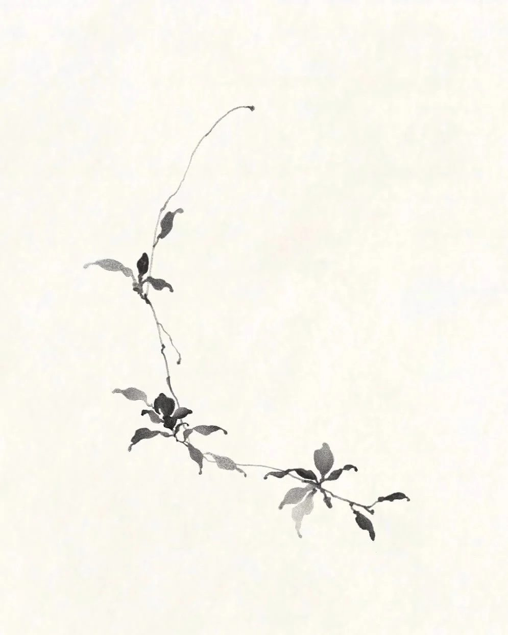 ✽ ╱ Fleur no. 43 ┈  C a m e l l i a  j a p o n i c a  L . 

:

a velvet bloom in winter hush

soft strength folded in perfect symmetry

love that does not shout

but stays steady, luminous, enduring ∘