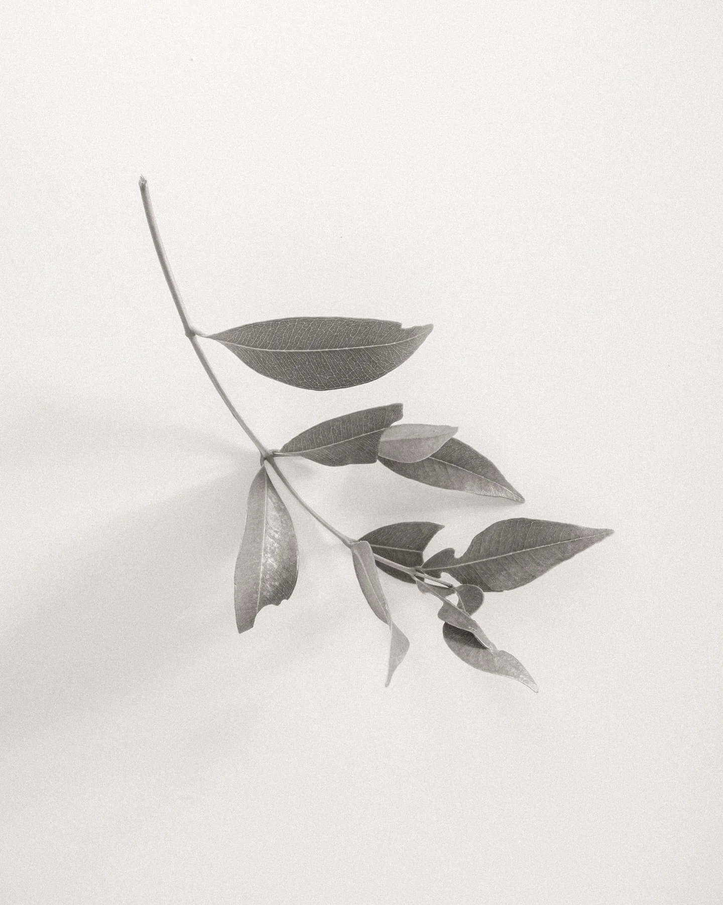 𓂃 ࣪ ˖ ⋆ 🌿 *