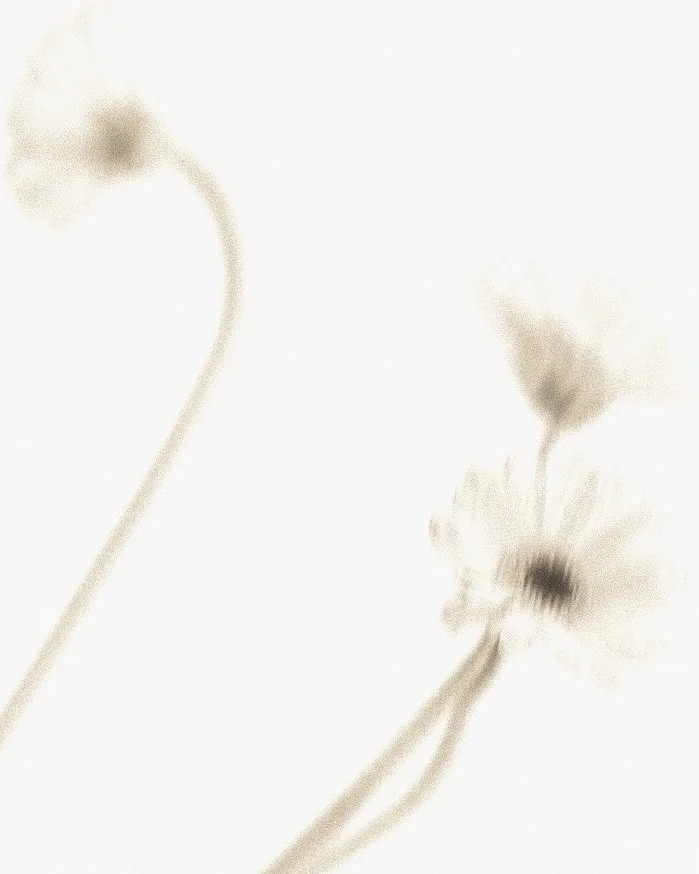 ✽ ╱ Fleur no. 55 ┈  G e r b e r a &amp;  D r o s e r a  f i l i f o r m i s 

:

a wild bloom reaching toward light

tender joy beside quiet instinct

soft petals dancing above a carnivorous dream

beauty that feels both innocent and untouchable ∘