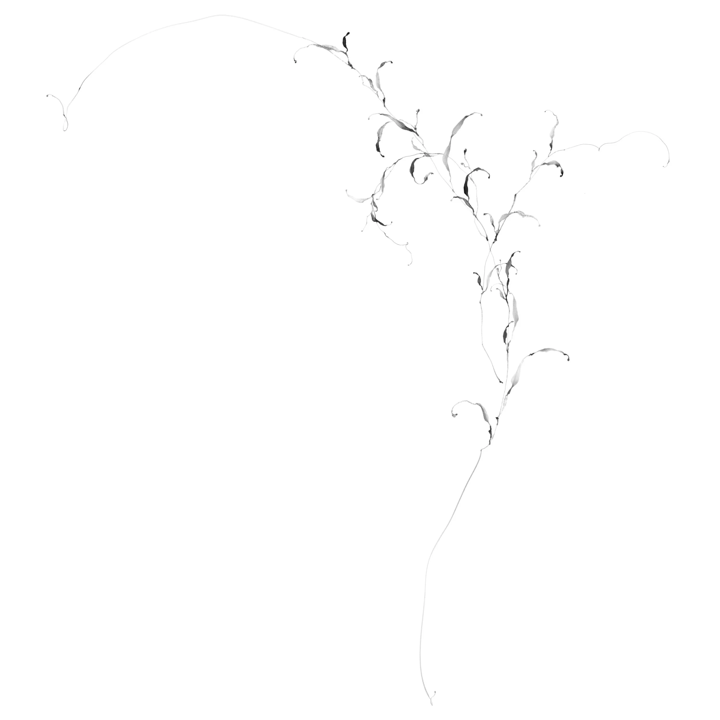 Feuille no. 14