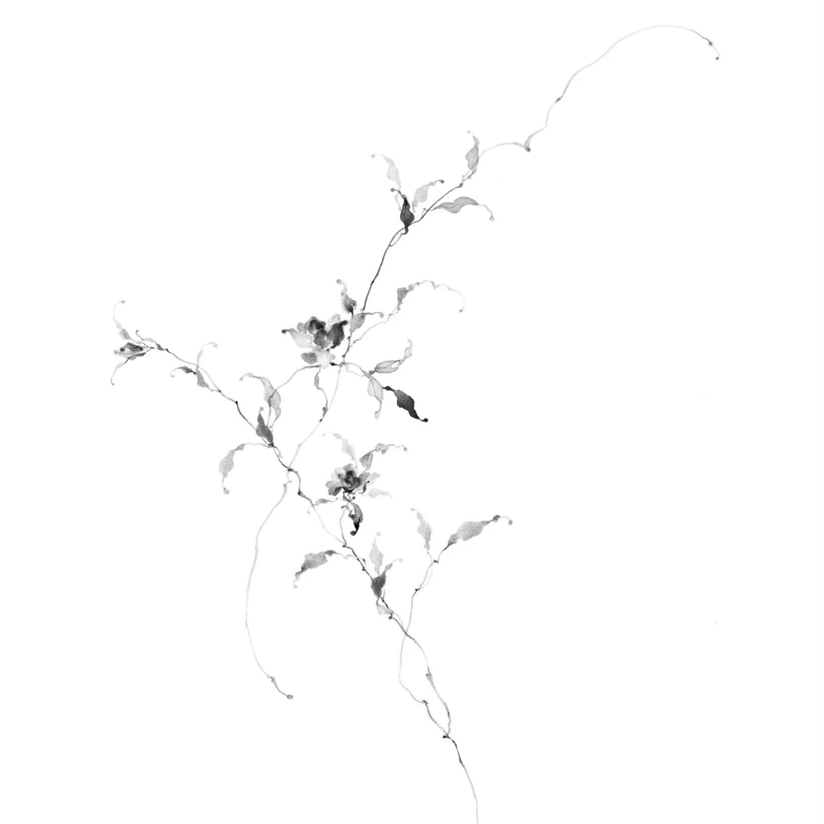 Fleur no. 75