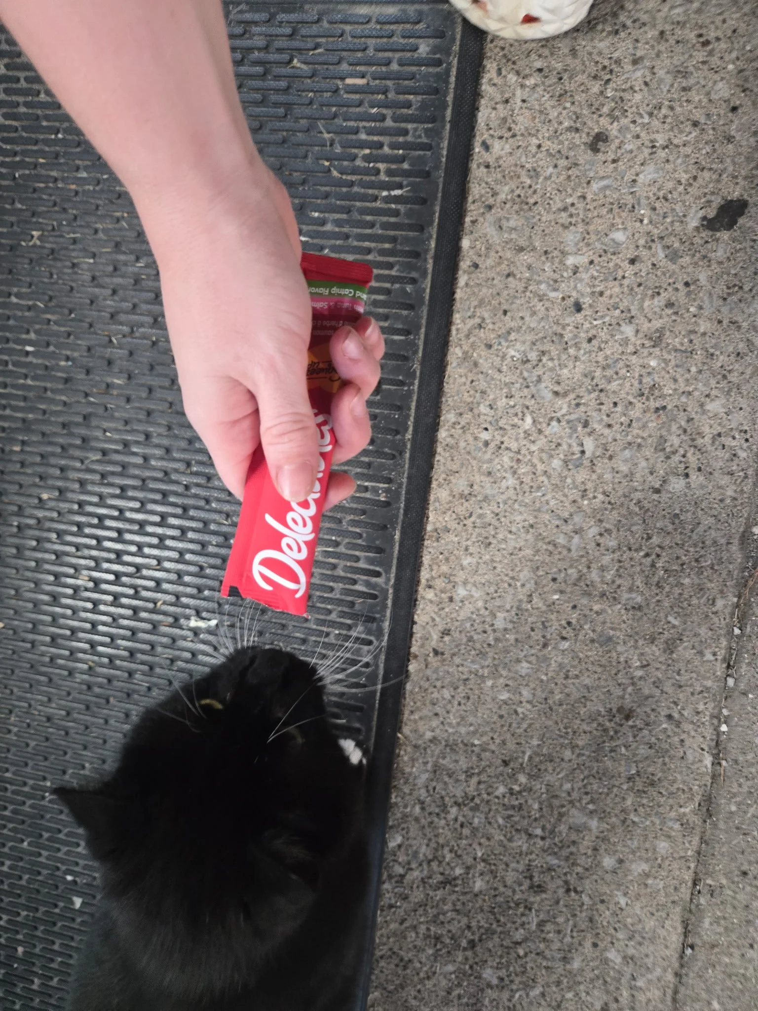 The friendly cat we met at the gas station!