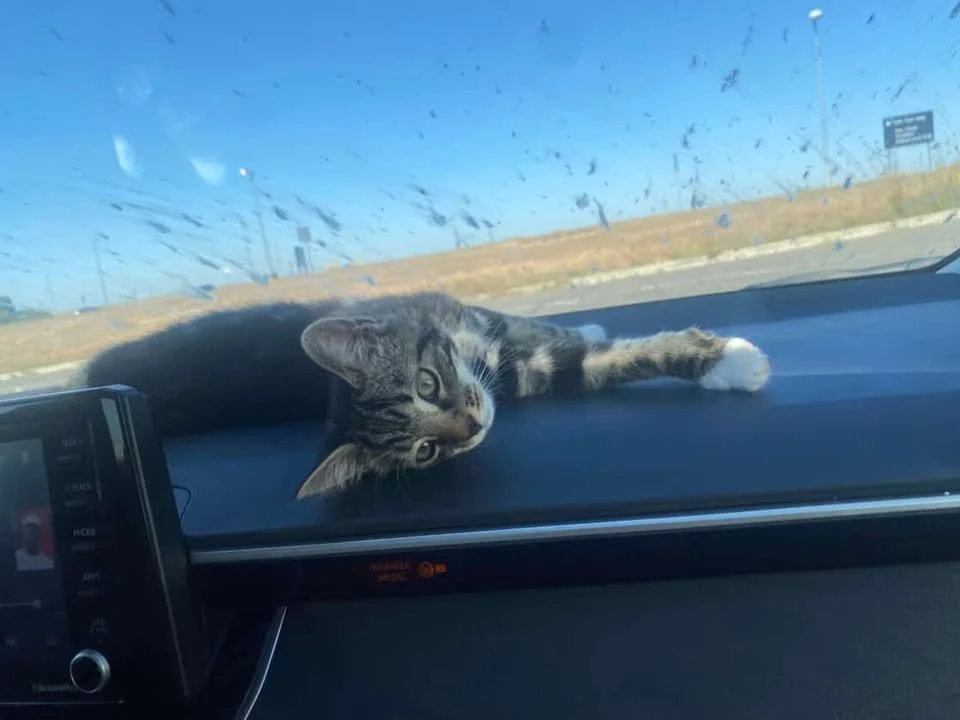 Our part-time traveling cat; Bobby!