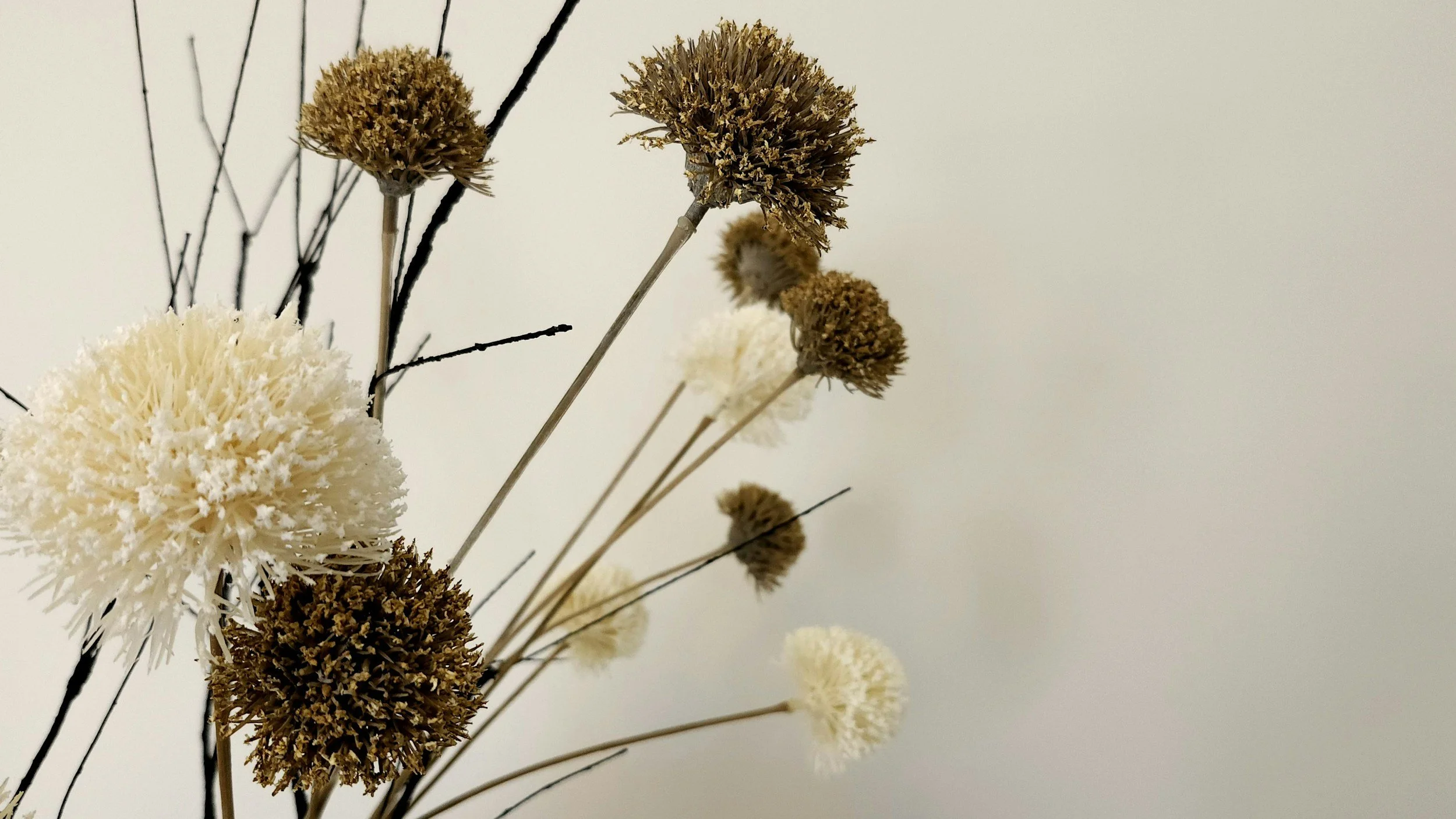 Neutral dried flowers against a soft background