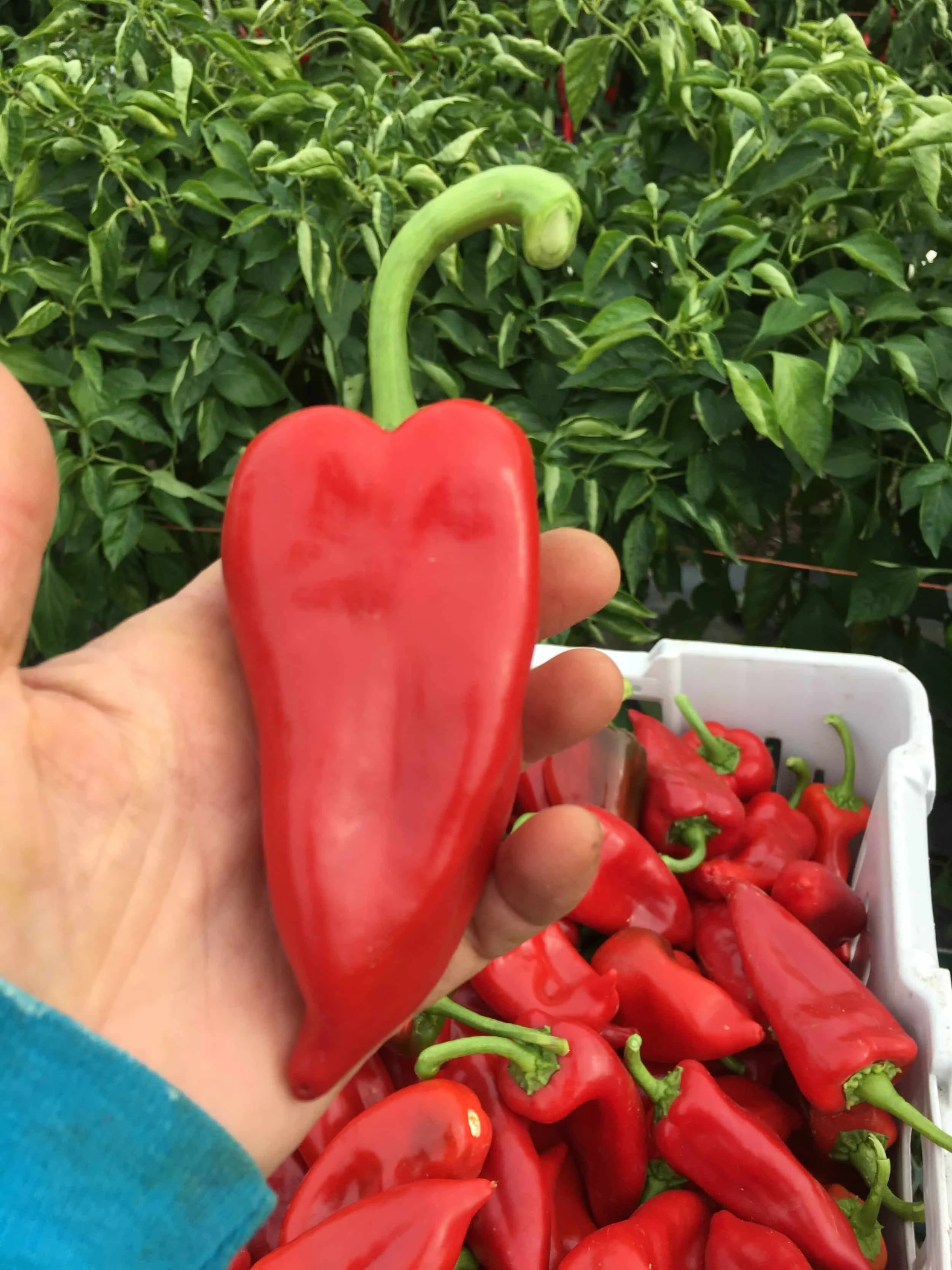Close-up of freshly harvested red chile peppers at Peppered Earth