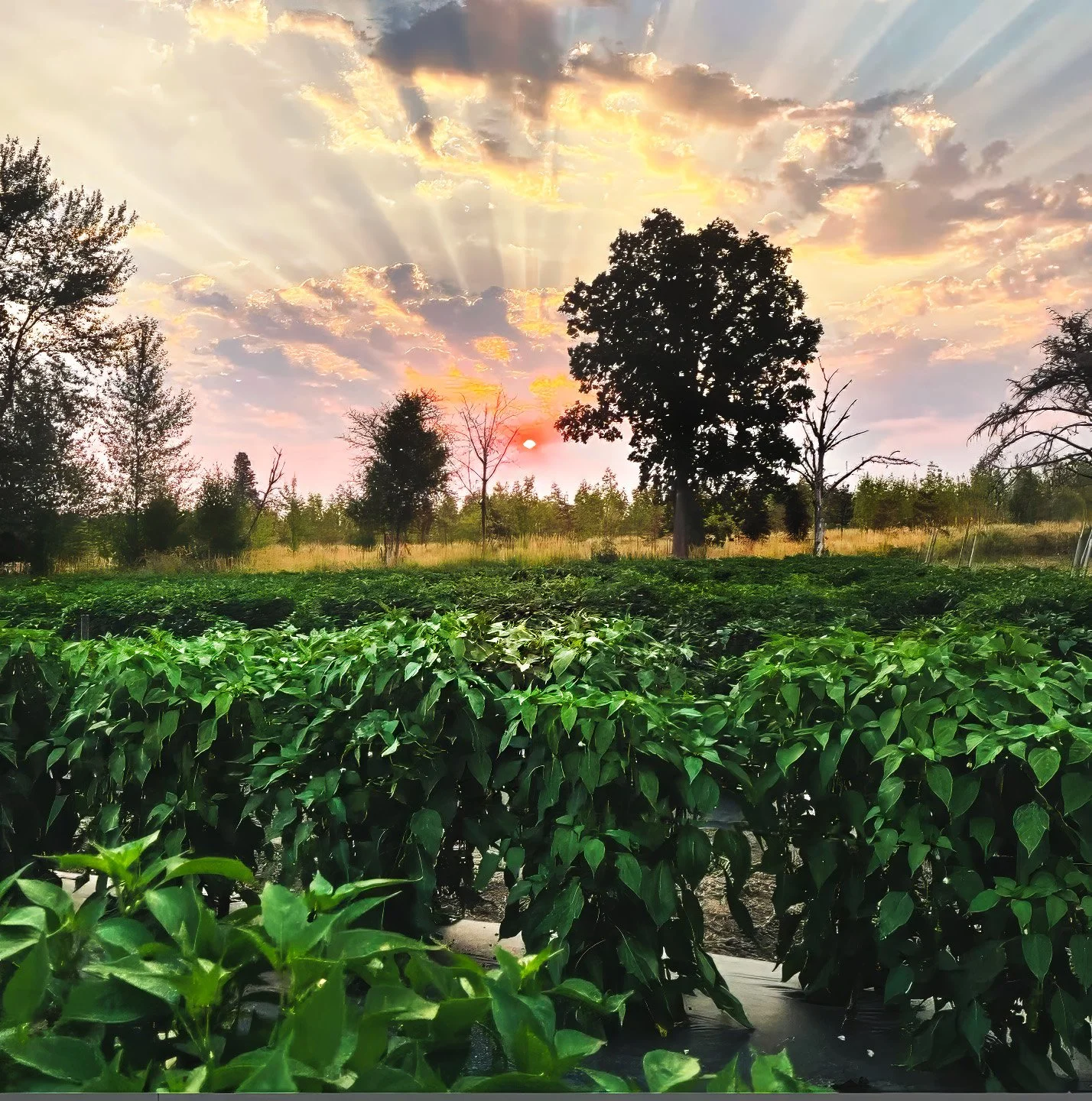 sunset at peppered earth farm where certified organic chile peppers & hot sauces are made