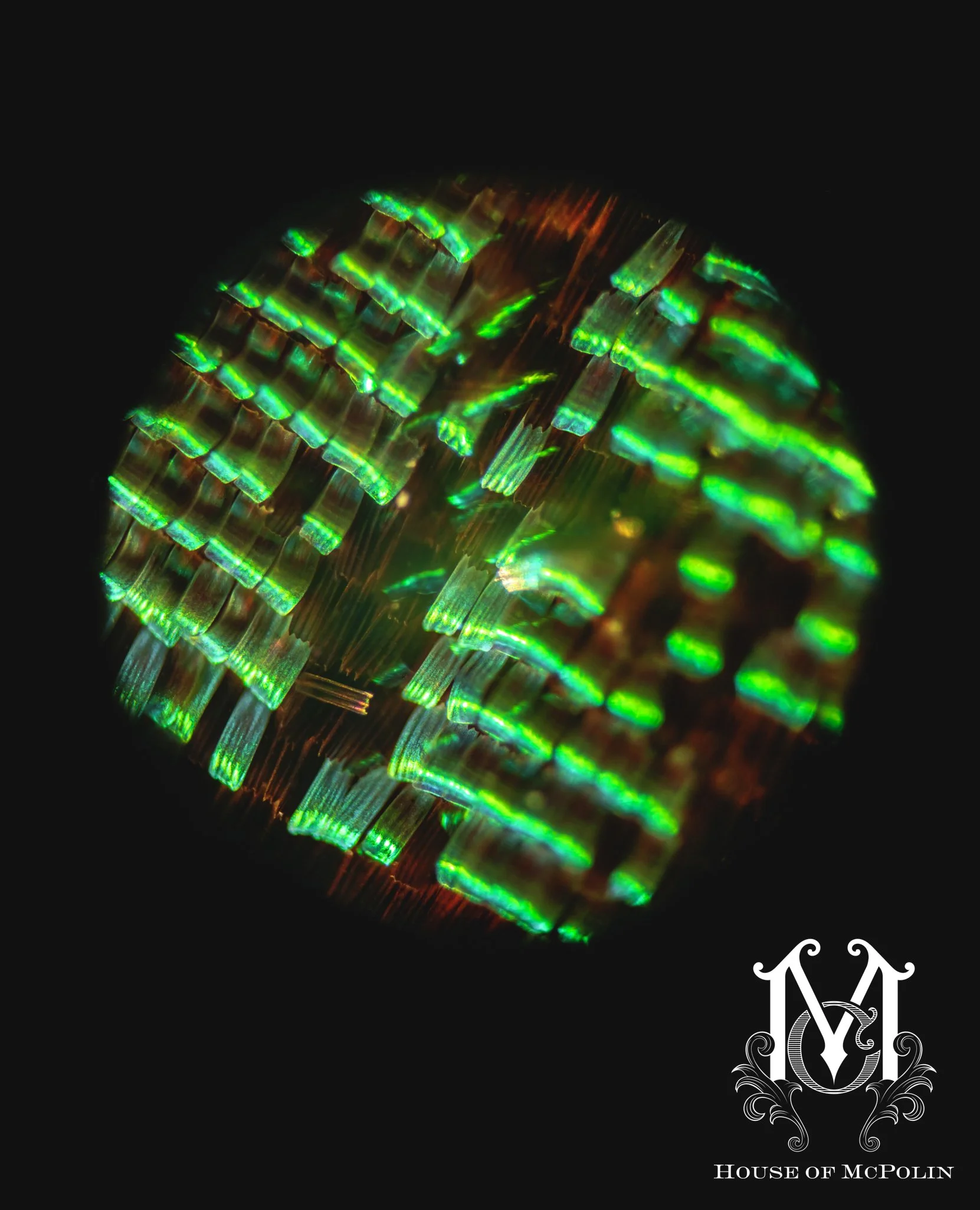 Pin cushion _ fine art_ Alex Gerrard__MG_1875.JPG