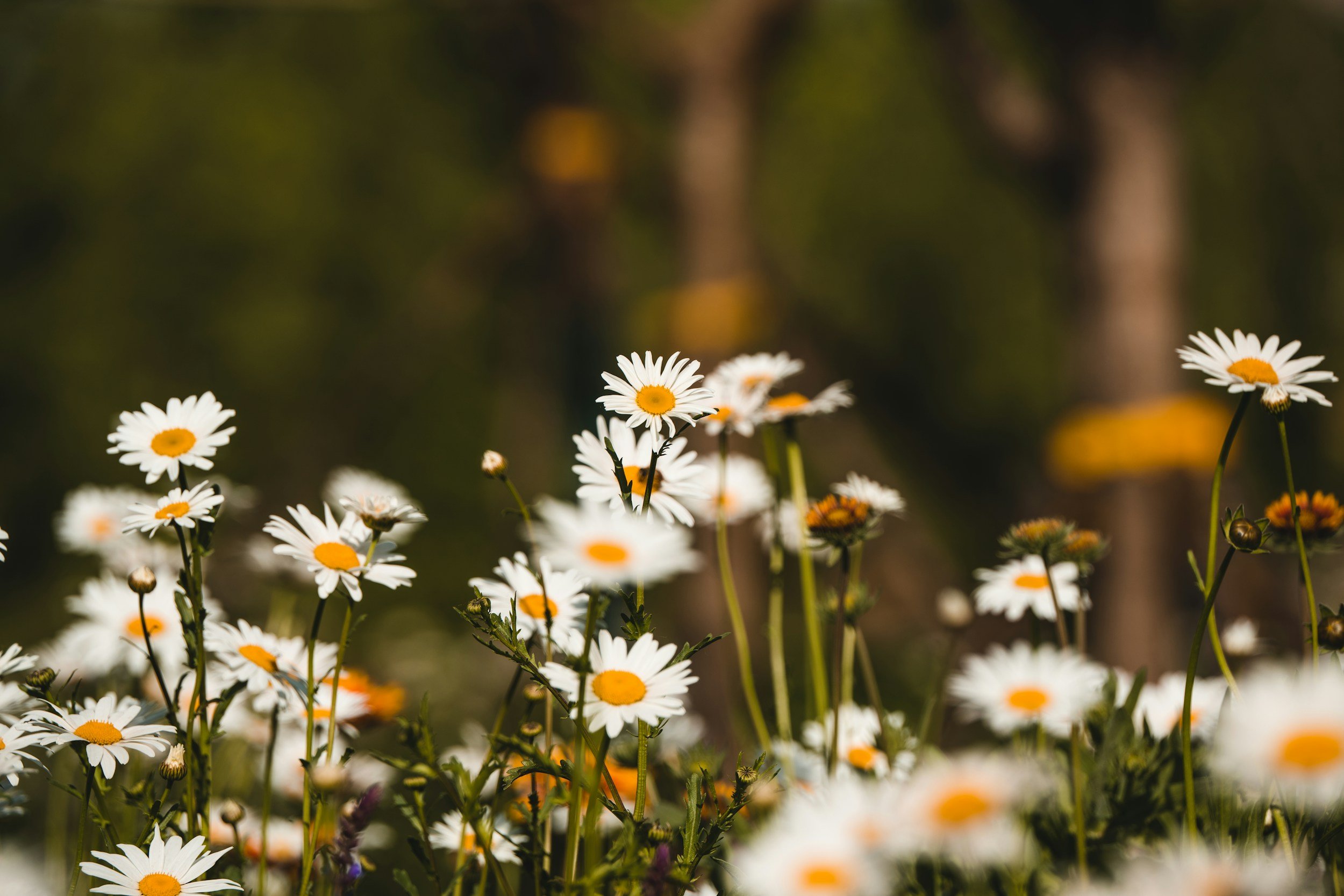 The magic of plants: remembering the living intelligence that supports us 