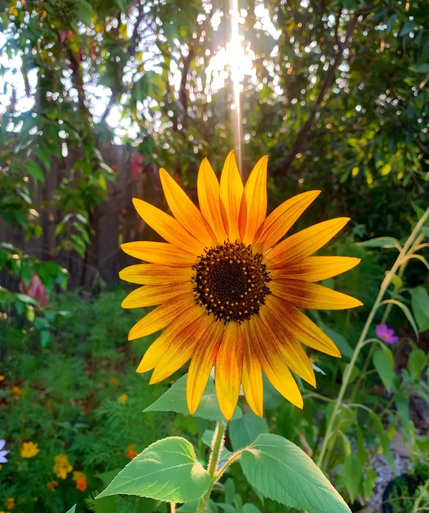 Sunflower in garden
