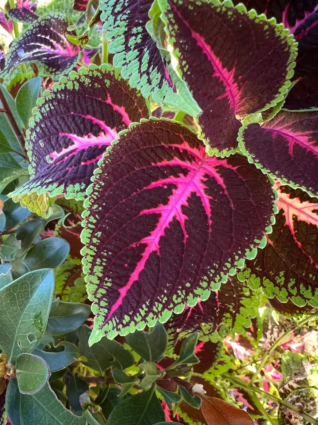 Coleus leaves with magenta and green pattern